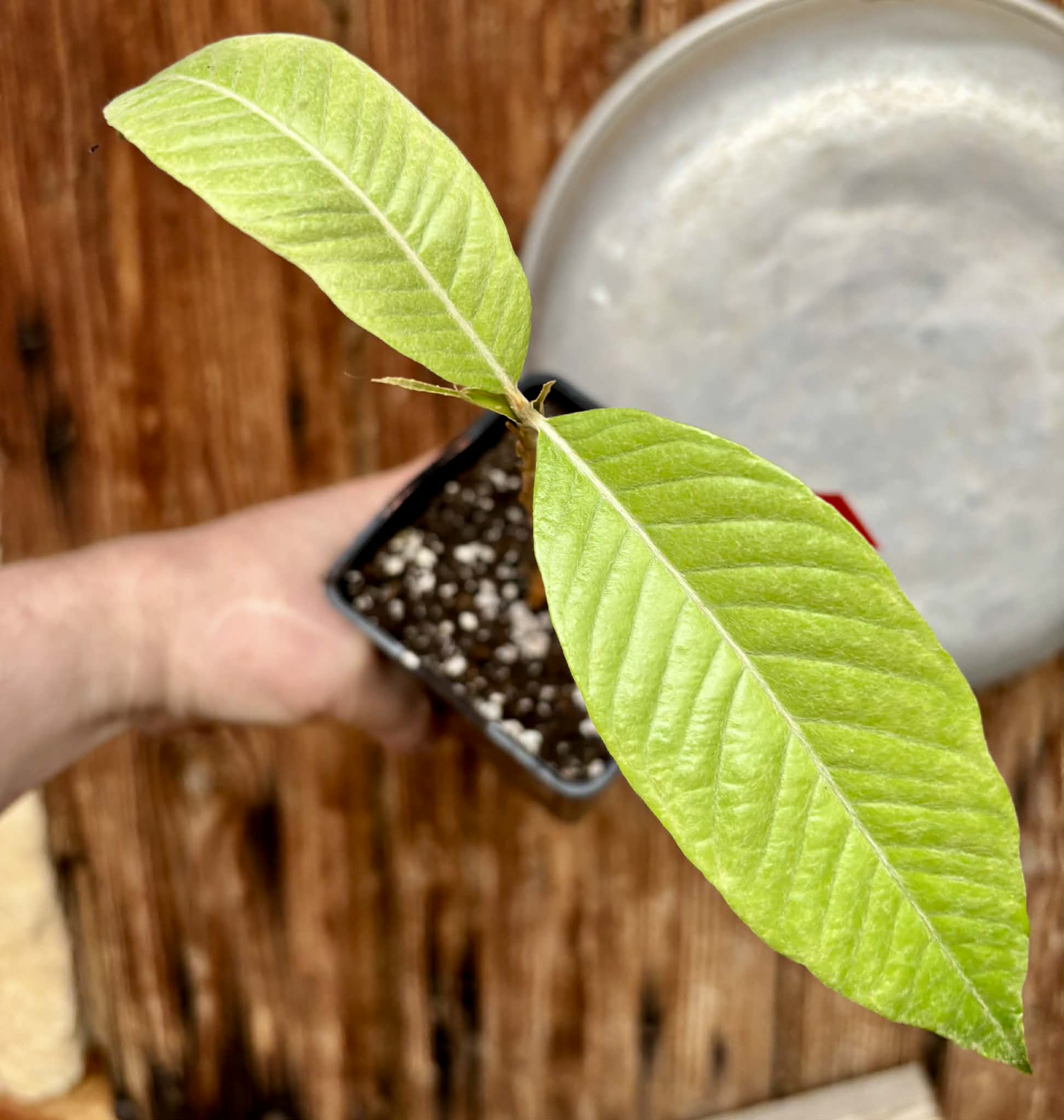 Hybrid Typ A - Eugenia sp Itayuba - 1 potted seedling / 1 getopfter Sämling