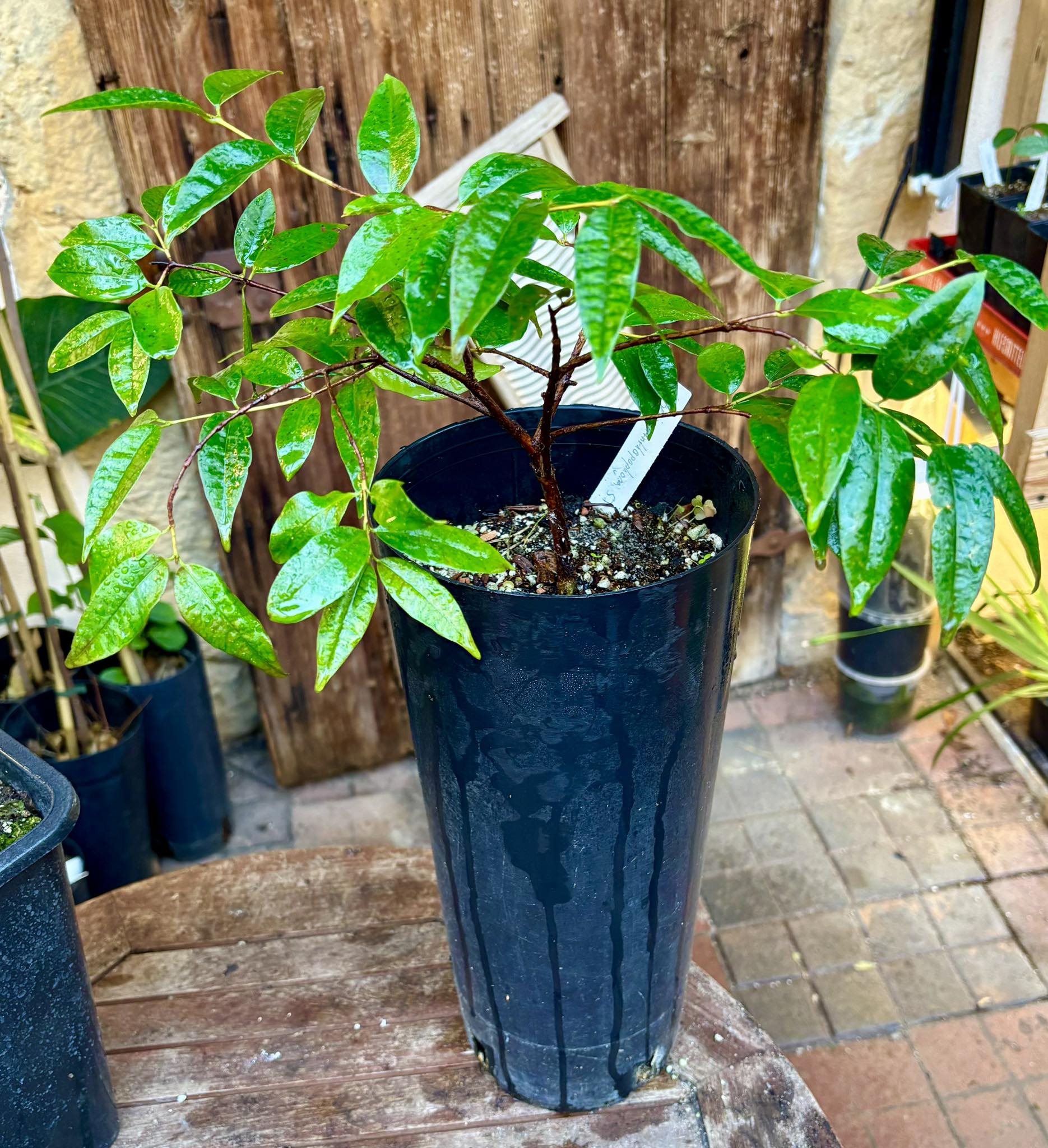over 3 years old - Eugenia anthropophaga - 1 potted plant / 1 getopfte Pflanze
