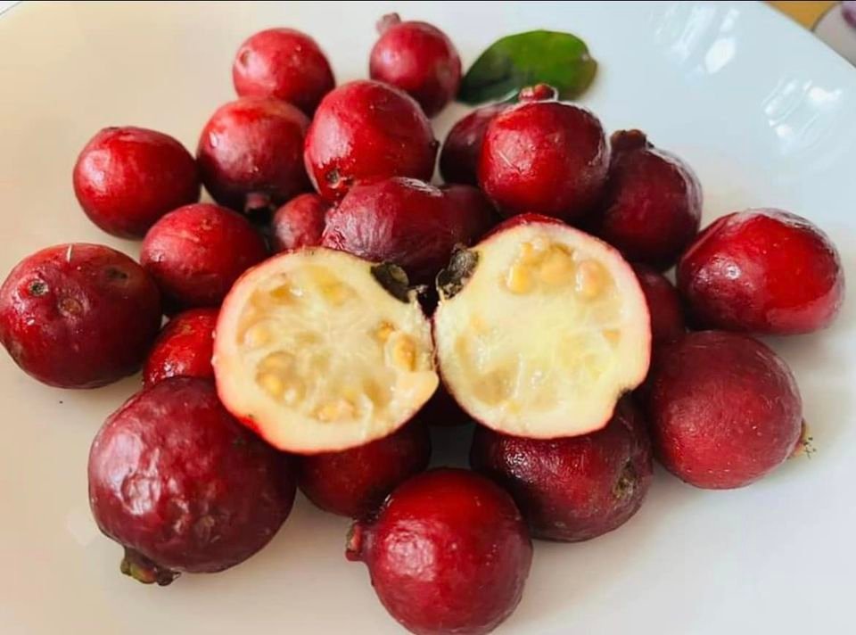 Psidium cattleyanum - Strawberry Guava  - 1 potted plant / 1 getopfte Pflanze