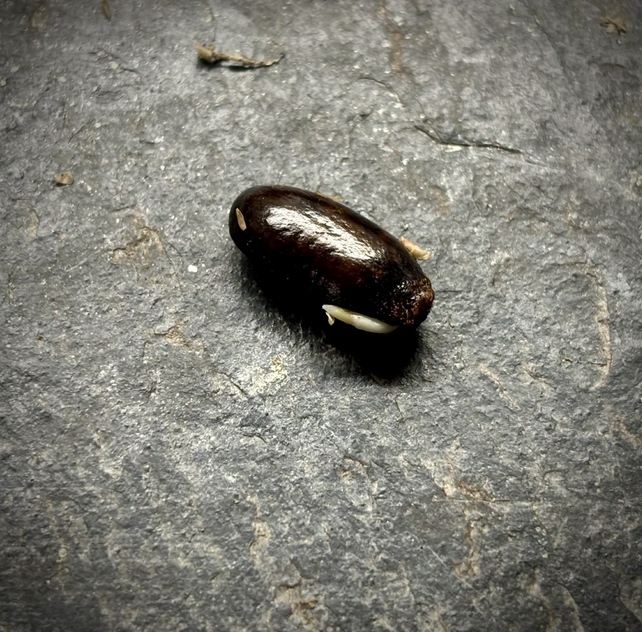 Annona reticulata var Orange- 1 germinated seed / 1 gekeimter Samen