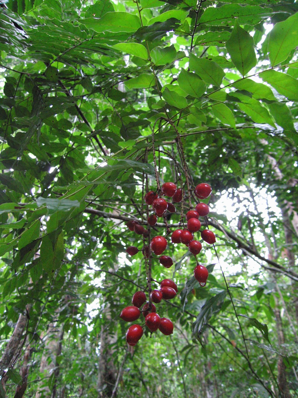 Picramnia coccinea  - 1 potted plant / 1 getopfte Pflanze