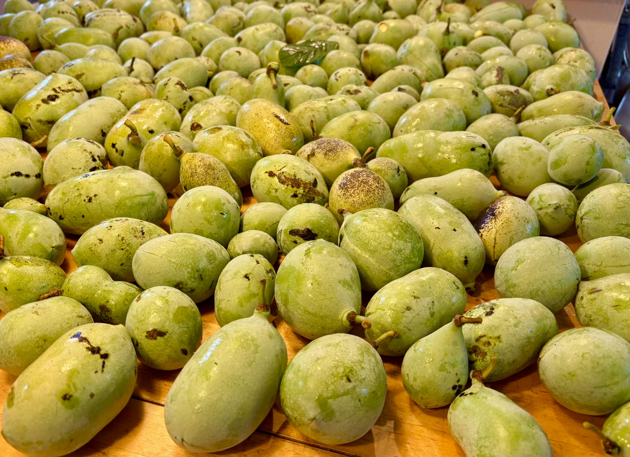 1kg fruits of PawPaw var. Prima 1216 (Asimina triloba) - 1 kg fresh fruits / 1 kg frische Früchte