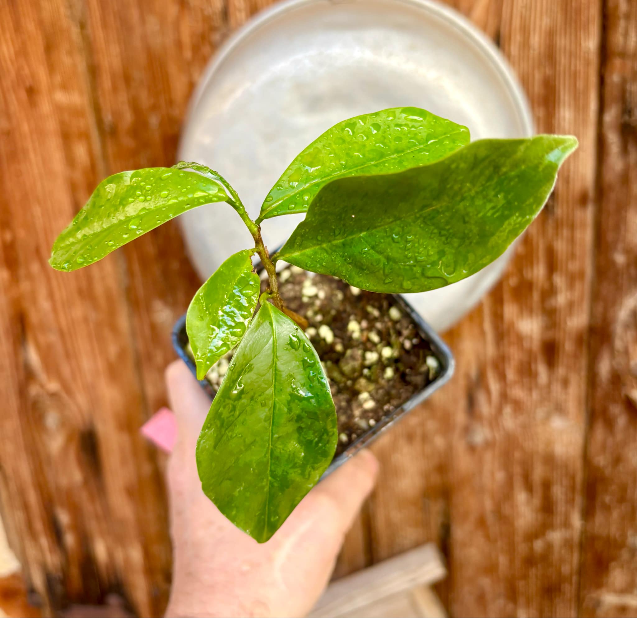 Annona montana - Mountain Soursop - 1 potted plant / 1 getopfte Pflanze