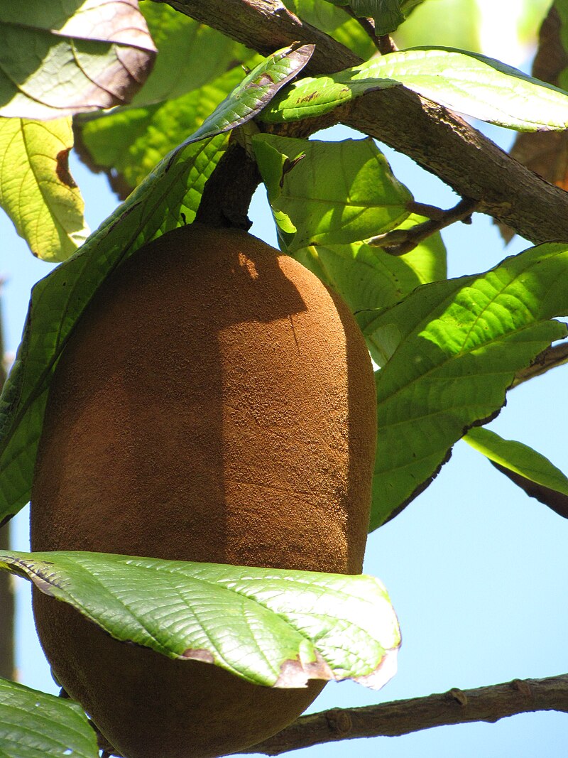 Cupuaçu (Theobroma grandiflorum) - 1 fresh seed / 1 frischer Samen