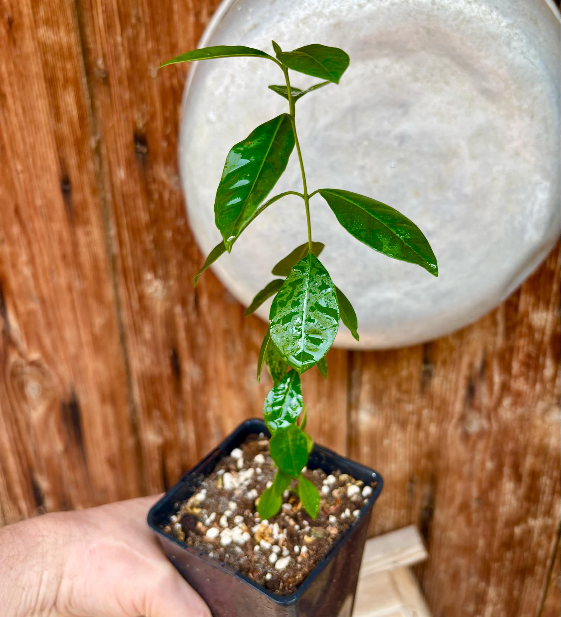 Psidium cattleyanum - Strawberry Guava  - 1 potted plant / 1 getopfte Pflanze