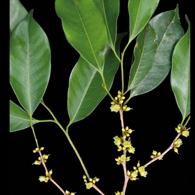 Pouteria procera - 1 fresh seed / 1 frischer Samen