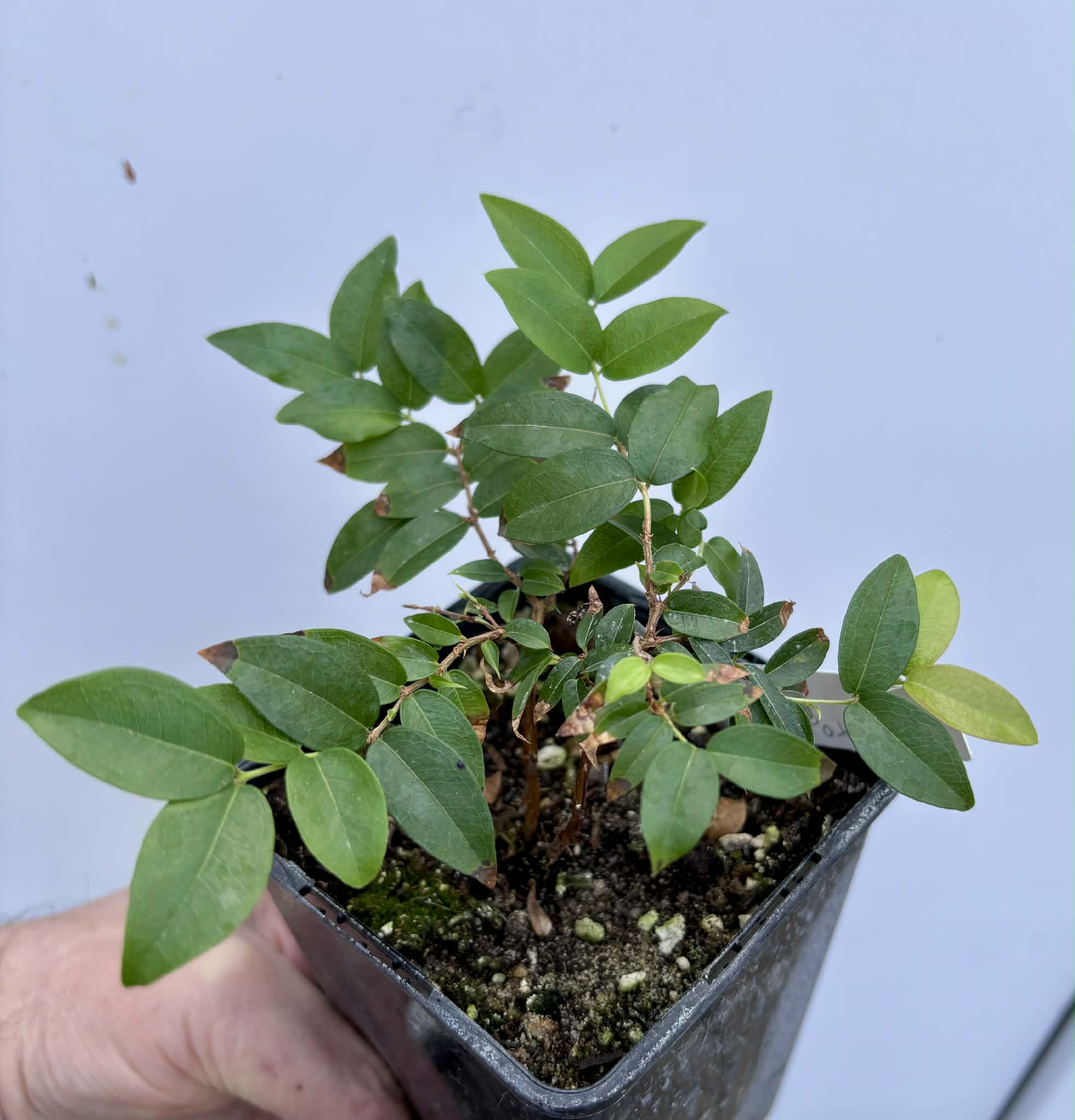 Jaboticaba - Plinia sp Canelinha Polpa rosea - 1 potted seedling / 1 getopfter Sämling
