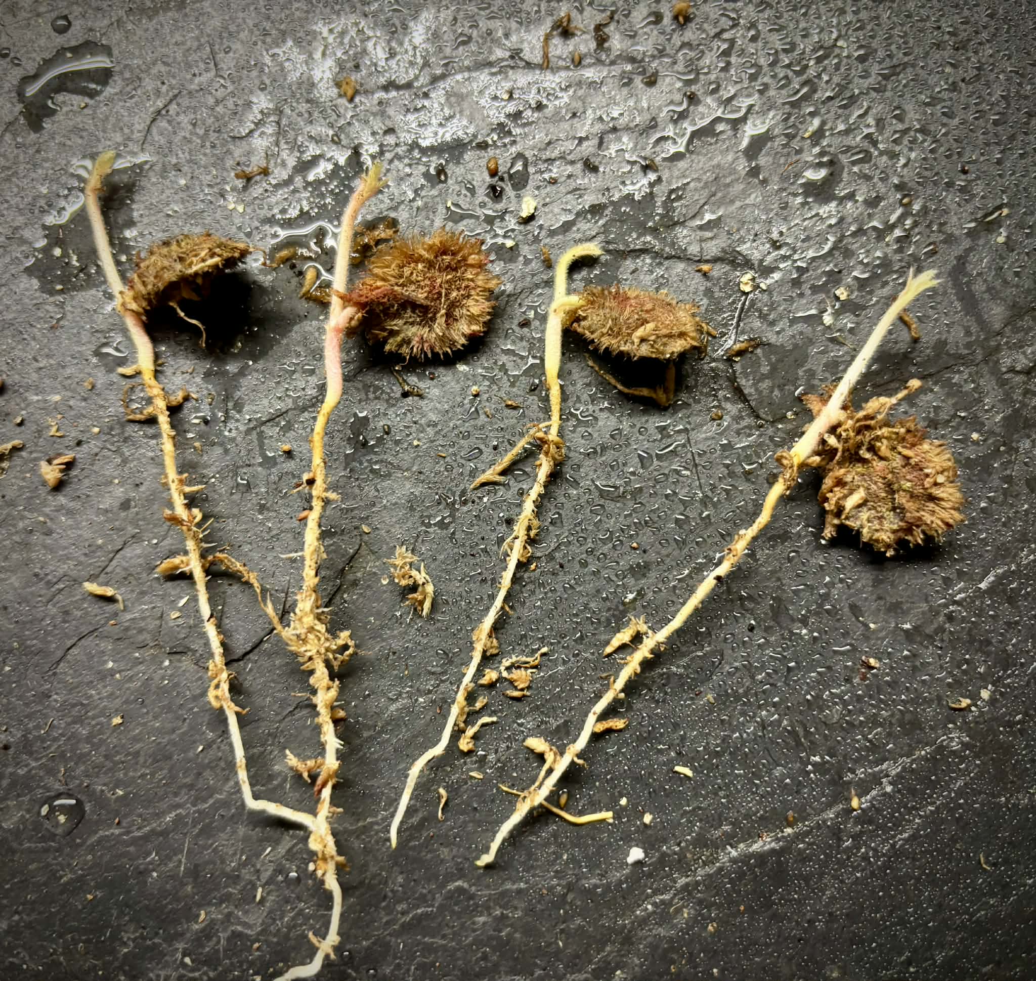 Davidson Plum (Davidsonia jerseyana) - 1 germinated seed / 1 gekeimter Samen