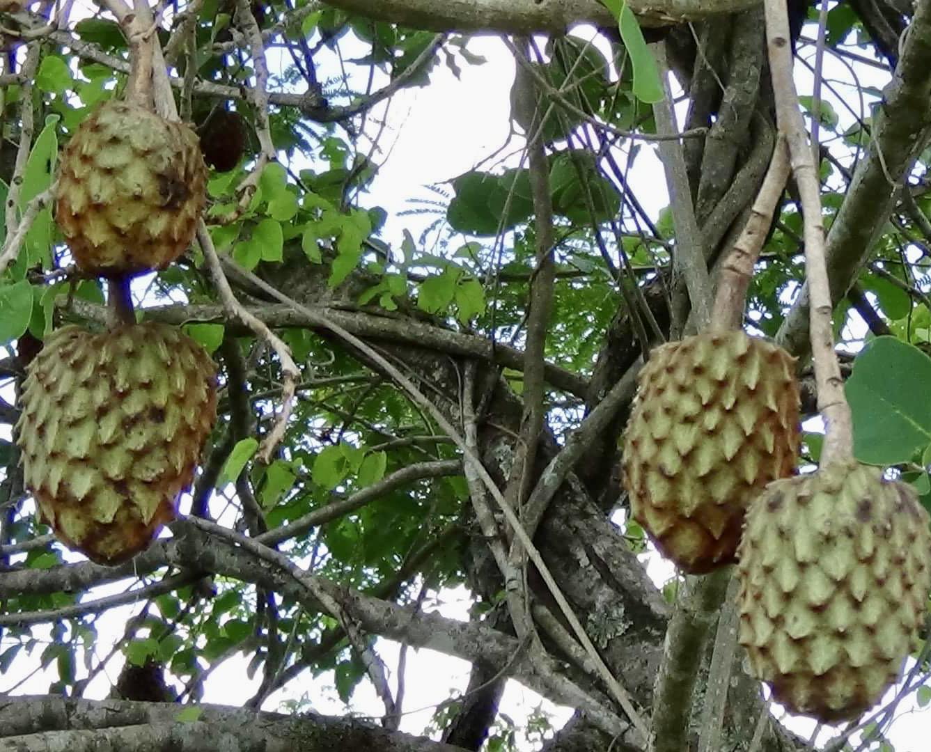 Annona coriacea - Araticum Liso - 1 fresh seed / 1 frischer Samen