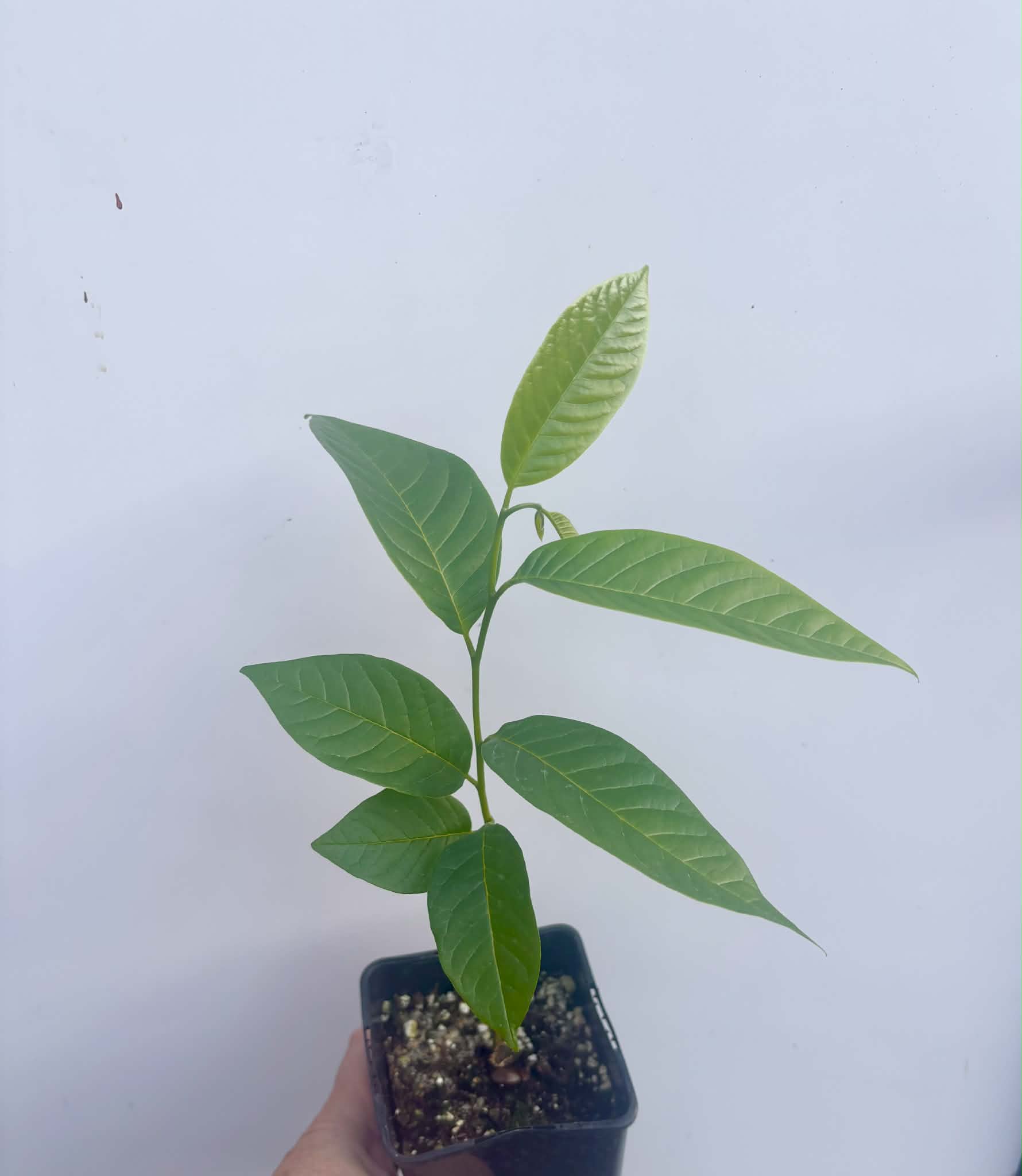 Annona reticulata var San Pablo - 1 potted seedling / 1 getopfter Sämling