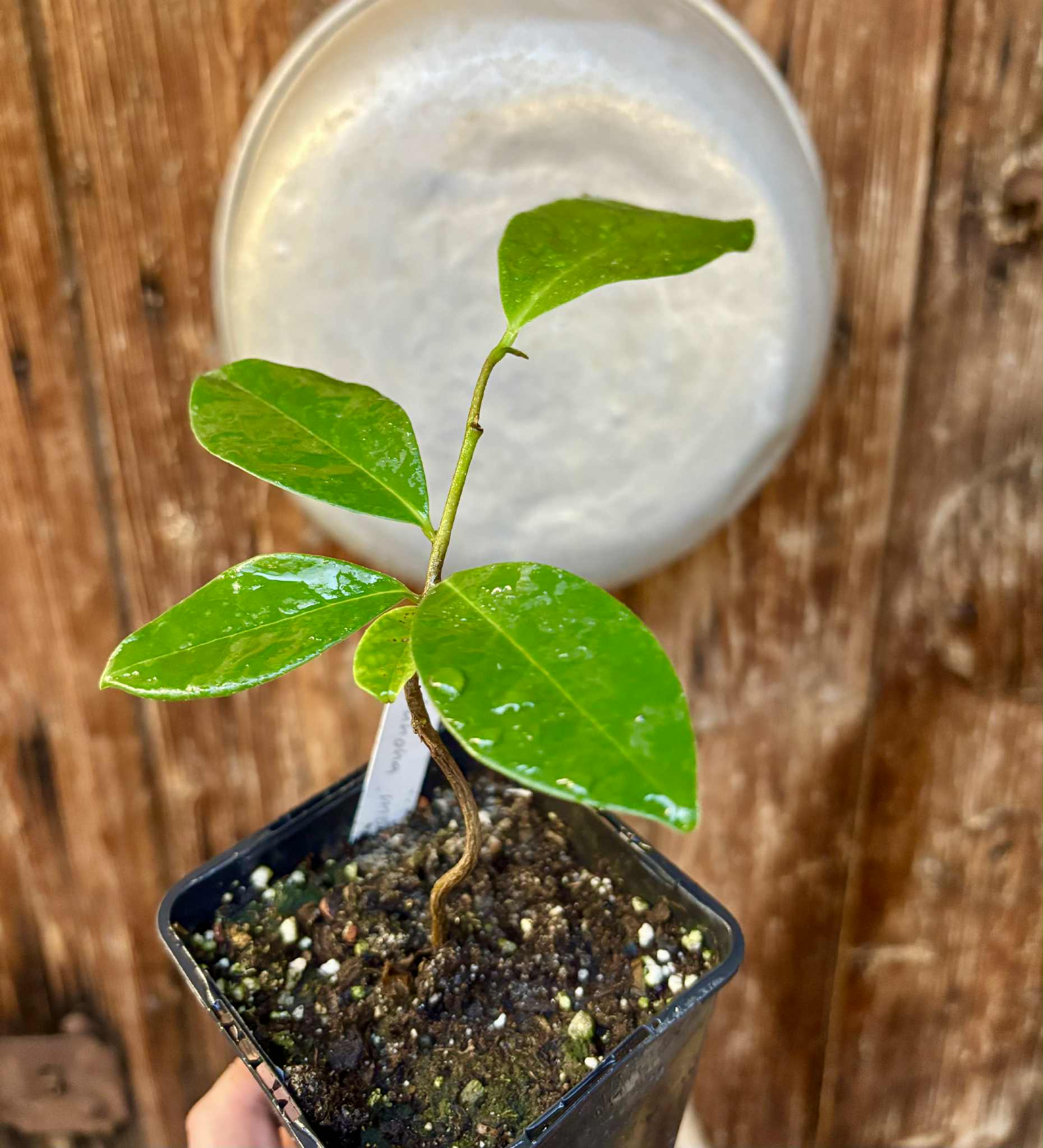 Annona montana - Mountain Soursop - 1 potted plant / 1 getopfte Pflanze