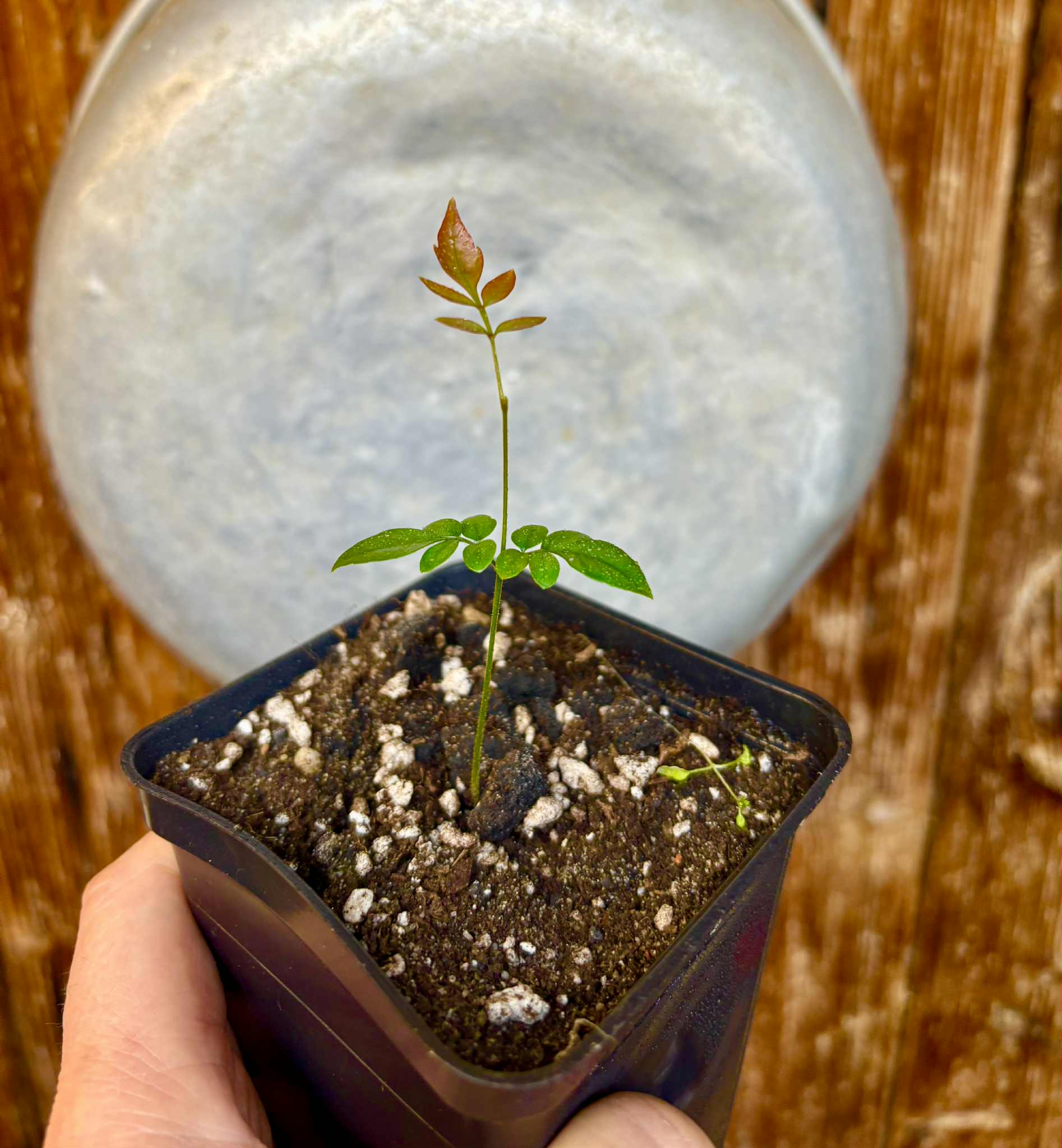 Guaraná-Samambaia (Paullinia rhomboidea) - 1 potted seedling / 1 getopfter Sämling