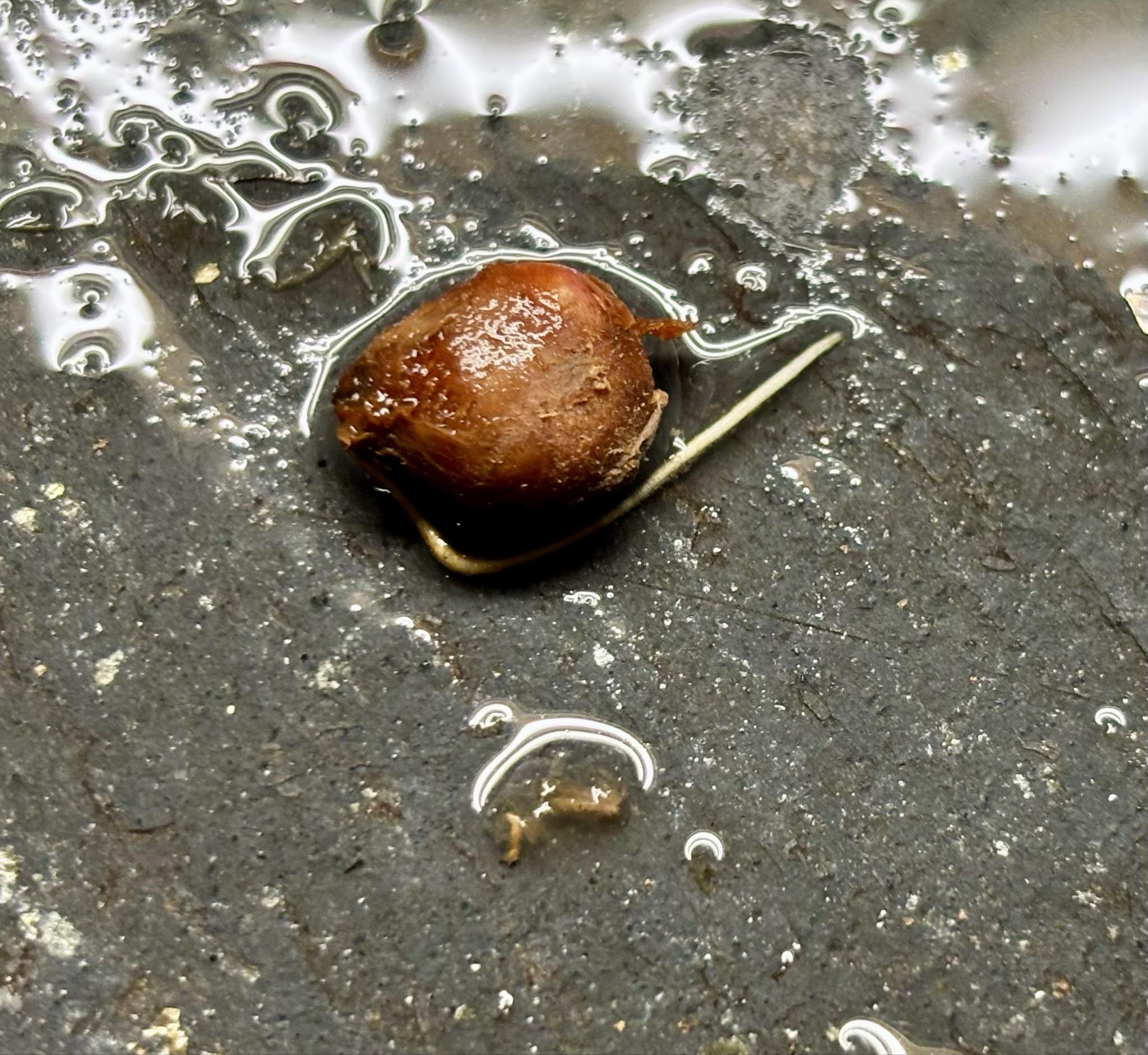 Plinia oblongata var. Ponhema   - 1 germinated seed / 1 gekeimter Samen