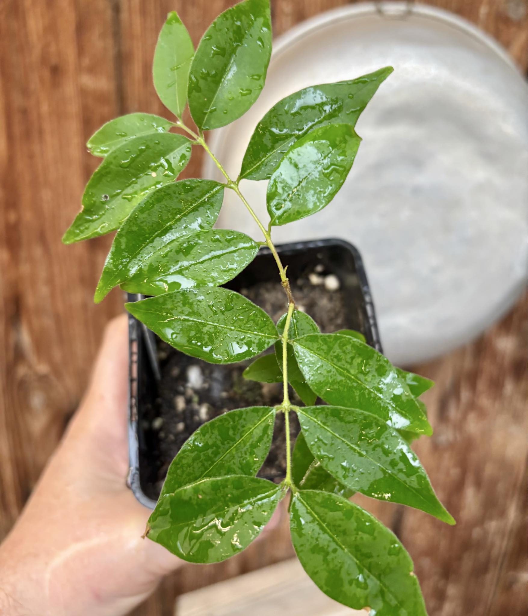 Eugenia sp Guajuba suave -  1 potted seedling / 1 getopfter Sämling