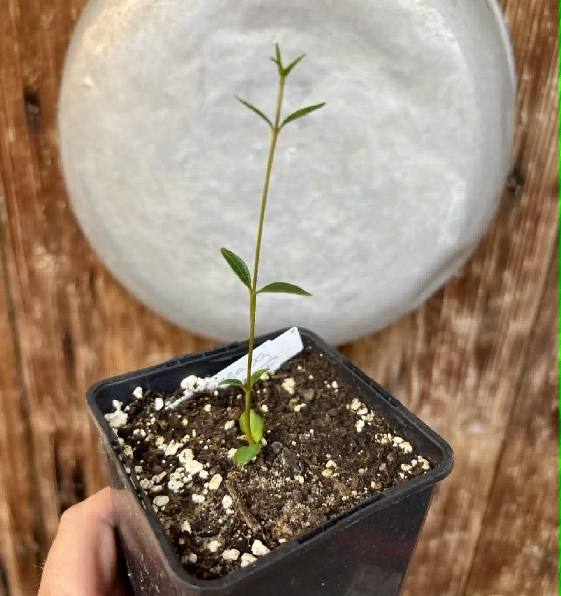 Mangaba (Hancornia speciosa) - 1 potted seedling / 1 getopfter Sämling