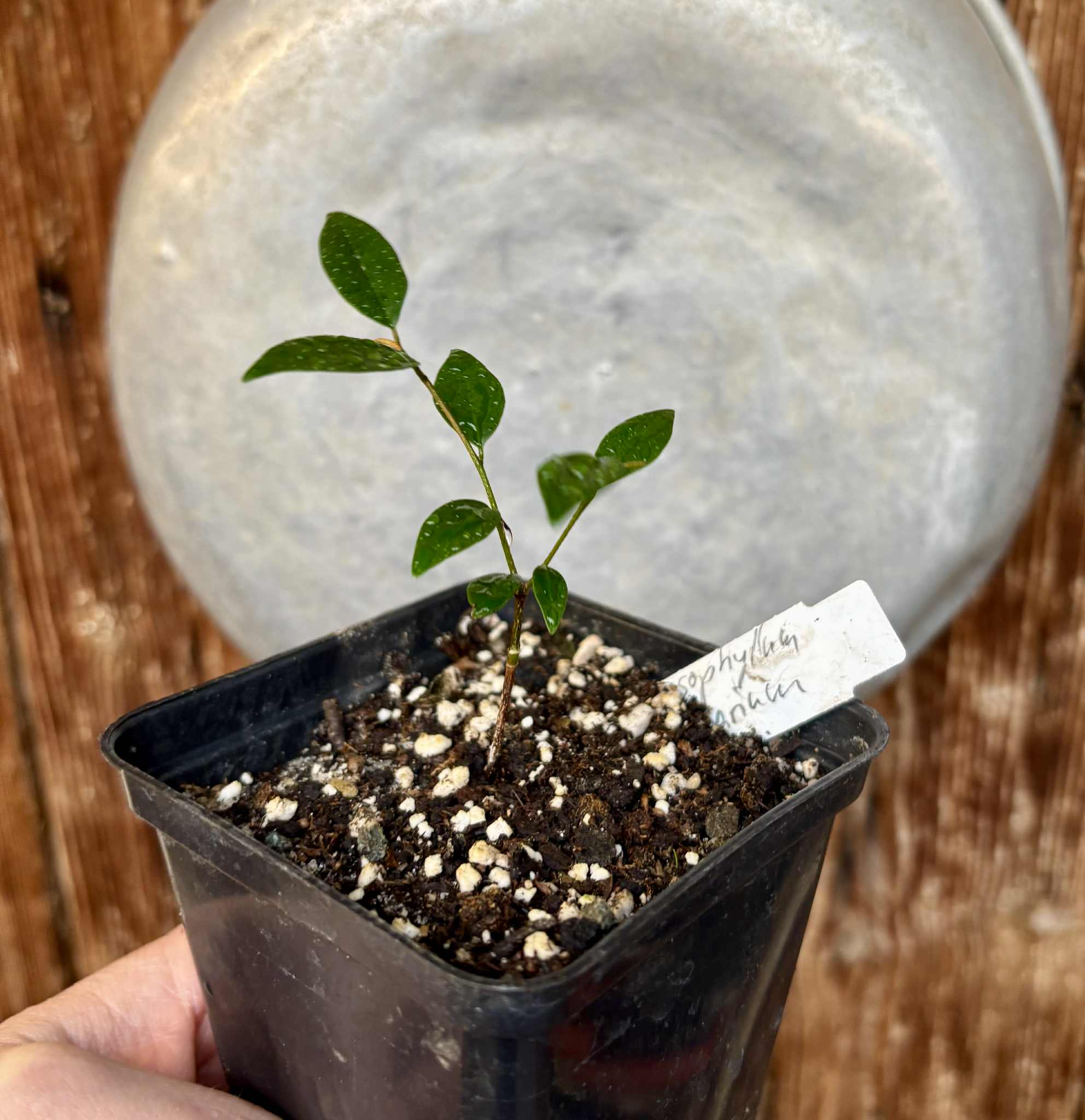 Chrysophyllum arenarium - Ameixa do Nordeste - 1 potted plant / 1 getopfte Pflanze