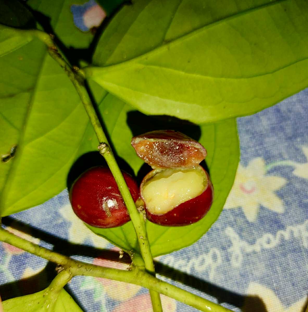 Dulacia sp. Cafe doce  -  1 germinated seed / 1 gekeimter Samen