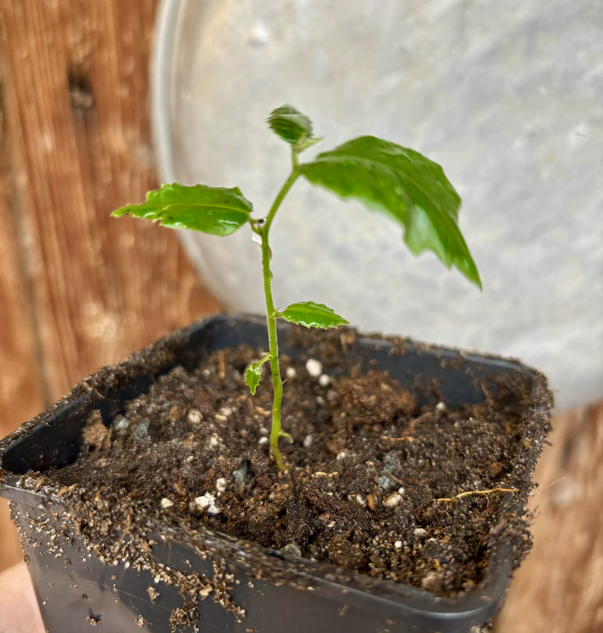 Artocarpus dadah - 1 potted seedling / 1 getopfter Sämling