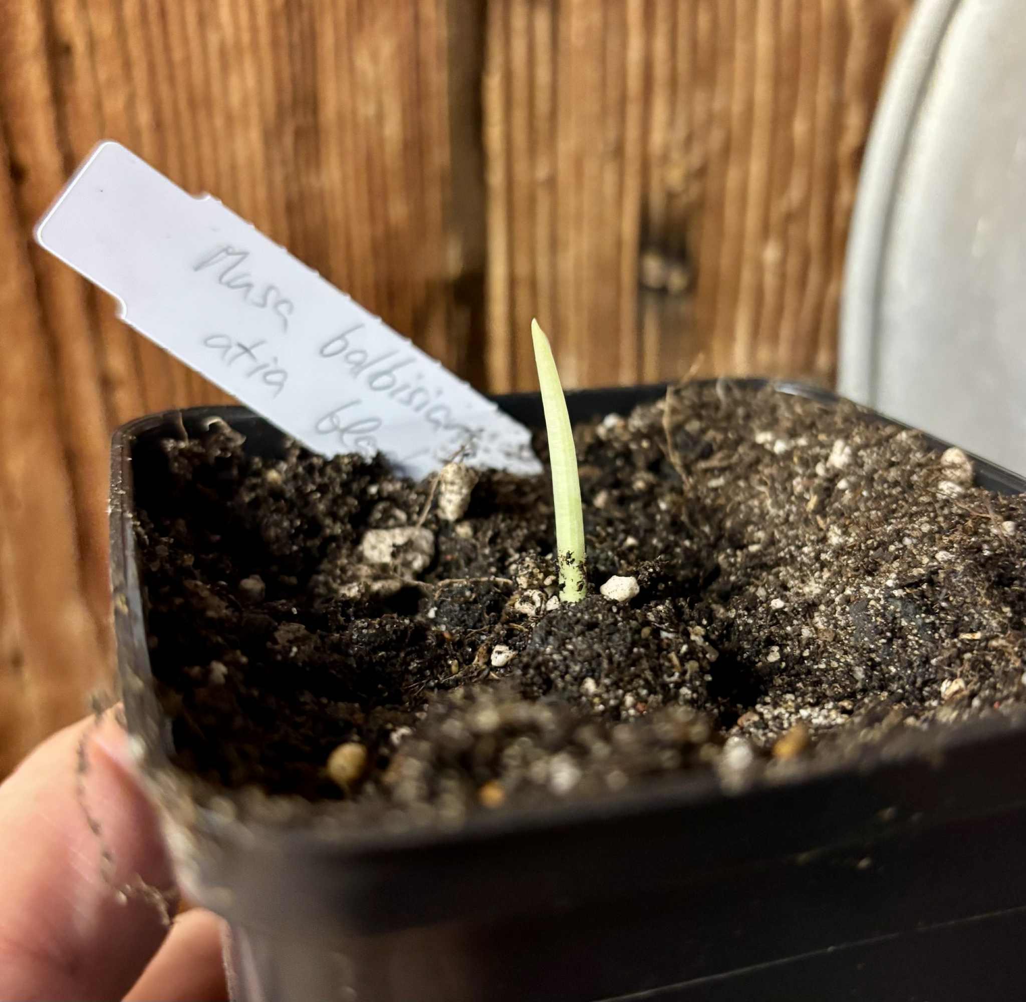 Musa balbisiana var Atia black - 1 small potted seedling / 1 kleiner, getopfter Sämling