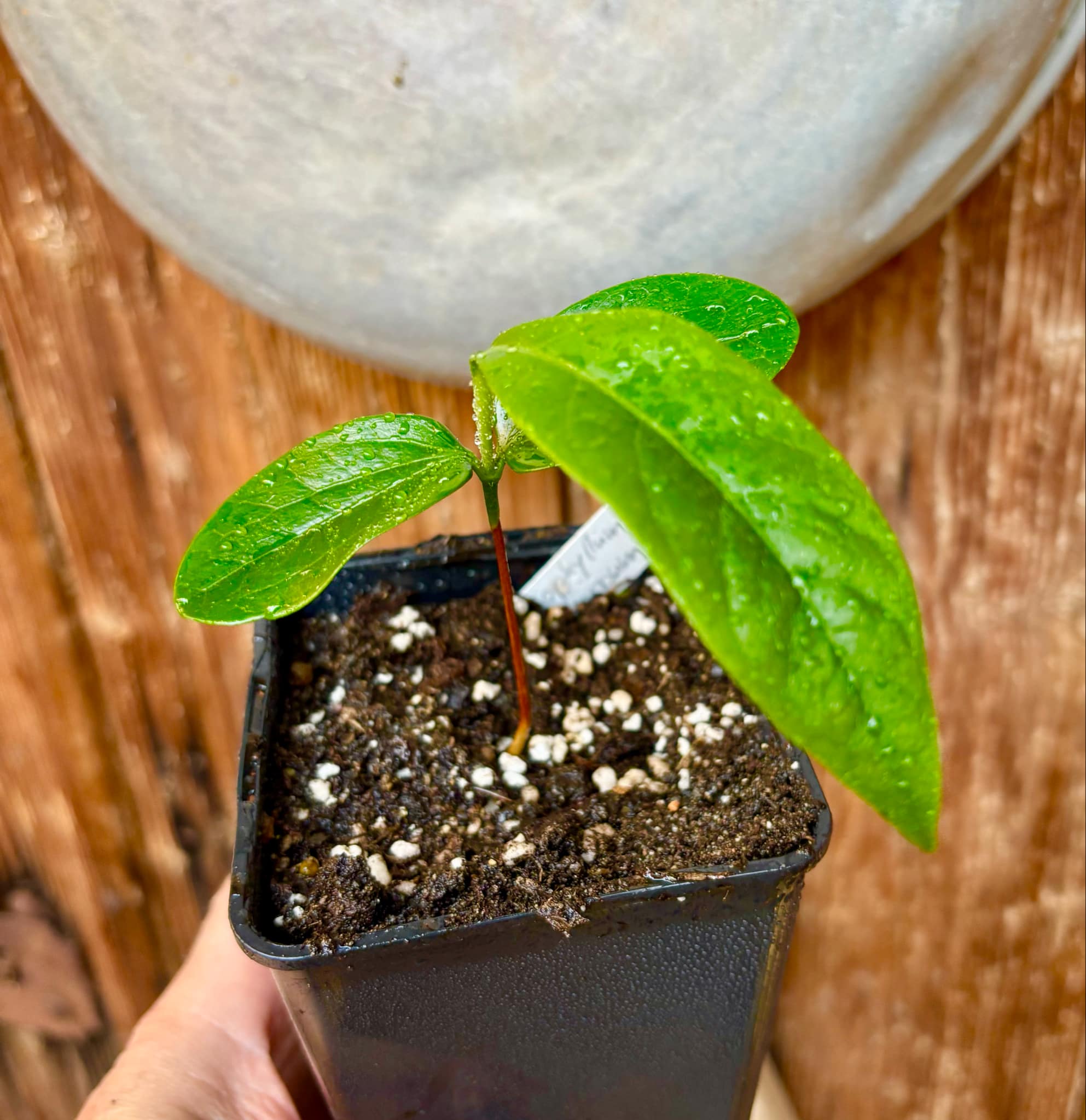 Aquai (Chrysophyllum gonocarpum)  -  1 small potted seedling / 1 kleiner, getopfter Sämling