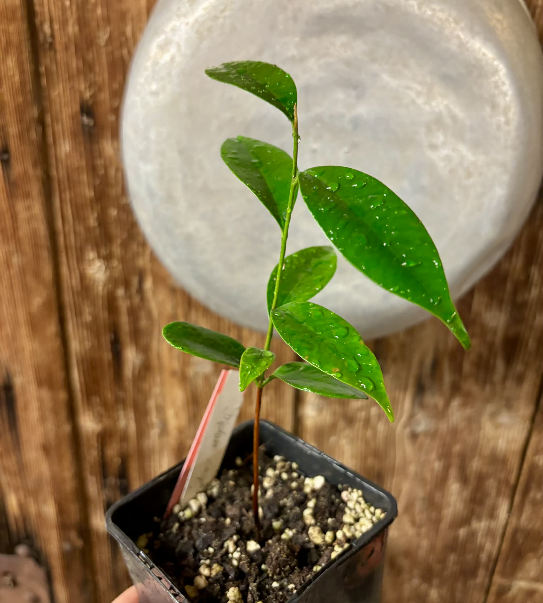 Diploon cuspidatum  -  1 potted seedling / 1 getopfter Sämling