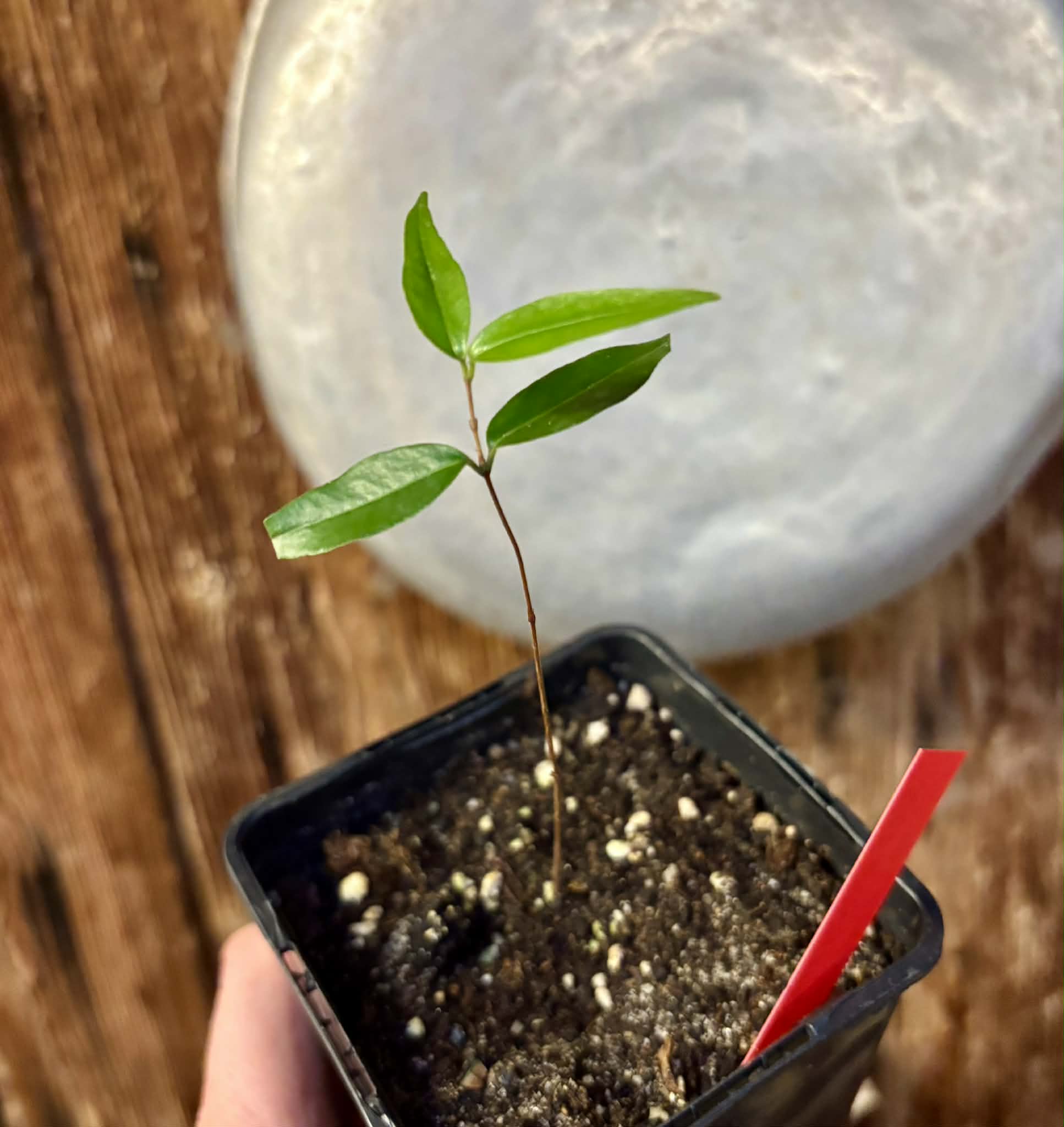 Neomitranthes sp Rubi - 1 potted seedling / 1 getopfter Sämling