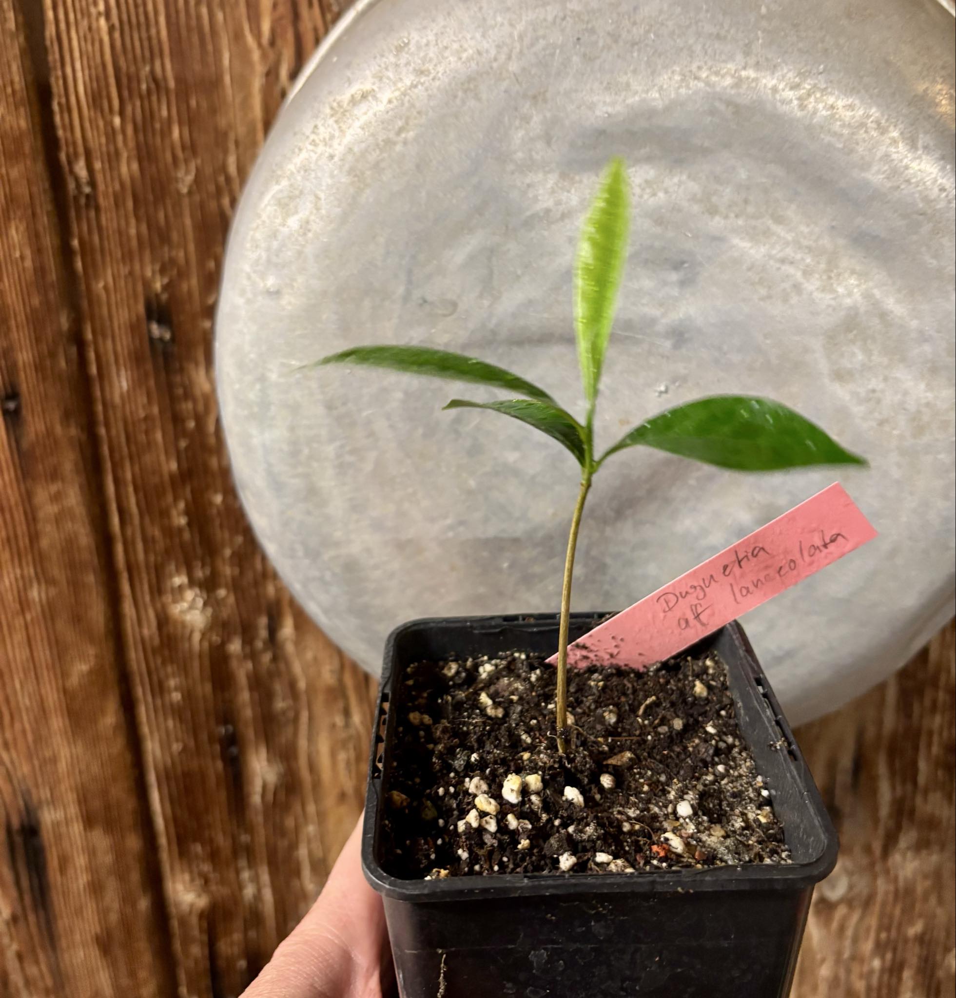 Duguetia aff. lanceolata - Pindauva Roxa -   1 potted plant / 1 getopfte Pflanze