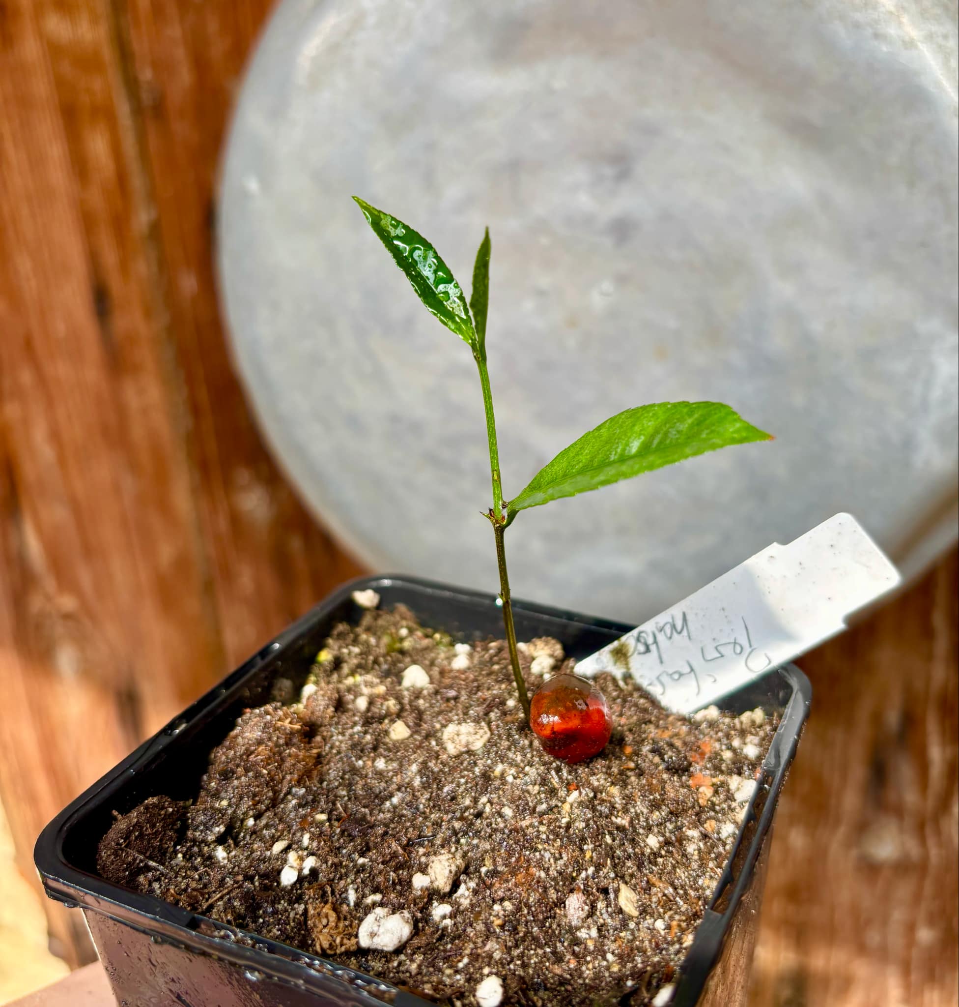 Peritassa hatschbachii  - 1 potted plant / 1 getopfte Pflanze
