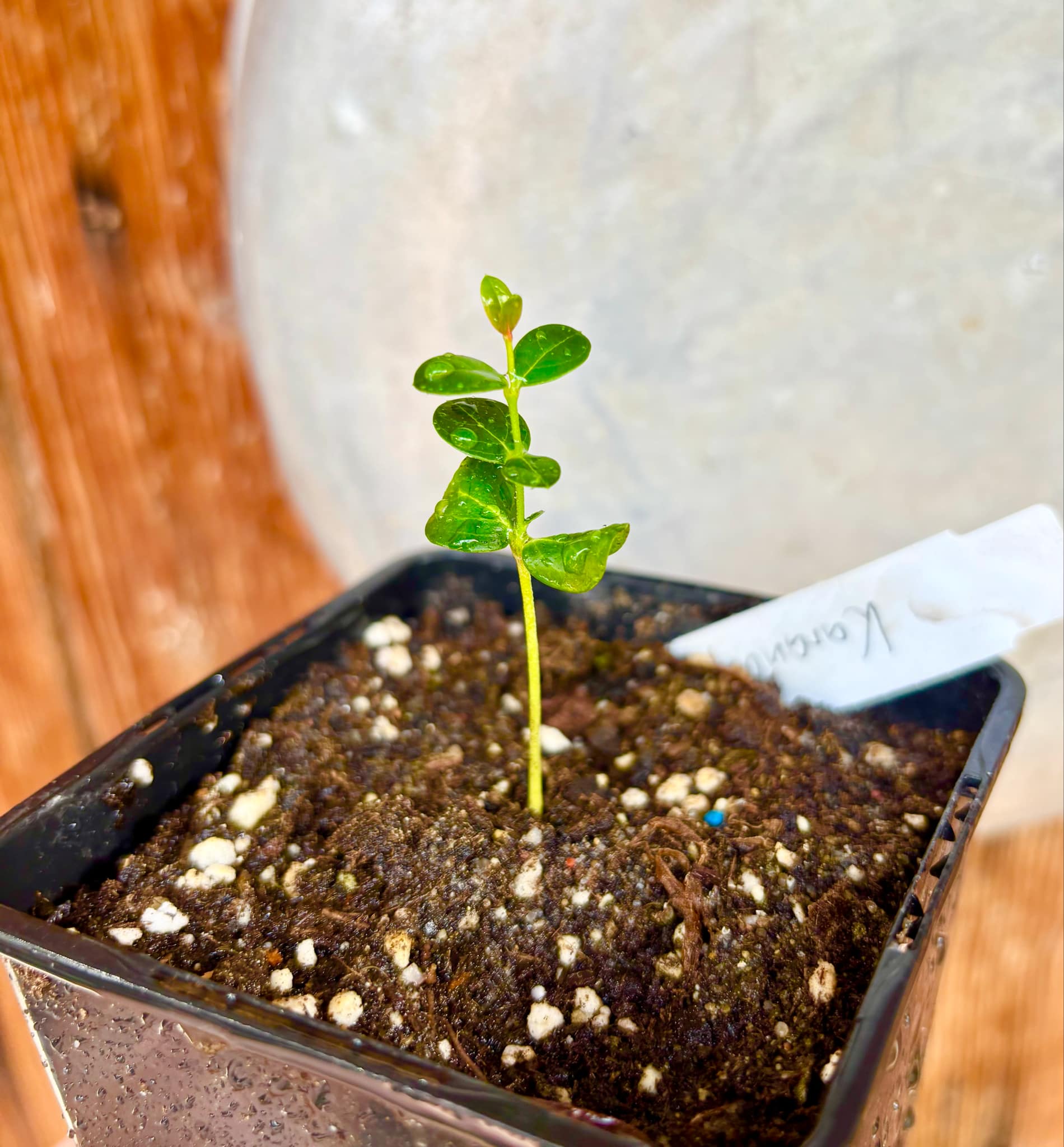 Carissa carandas - Karanda / 1 small potted seedling / 1 kleiner getopfter Sämling Carissa carandas - Karanda / 1 small potted seedling / 1 kleiner getopfter Sämling