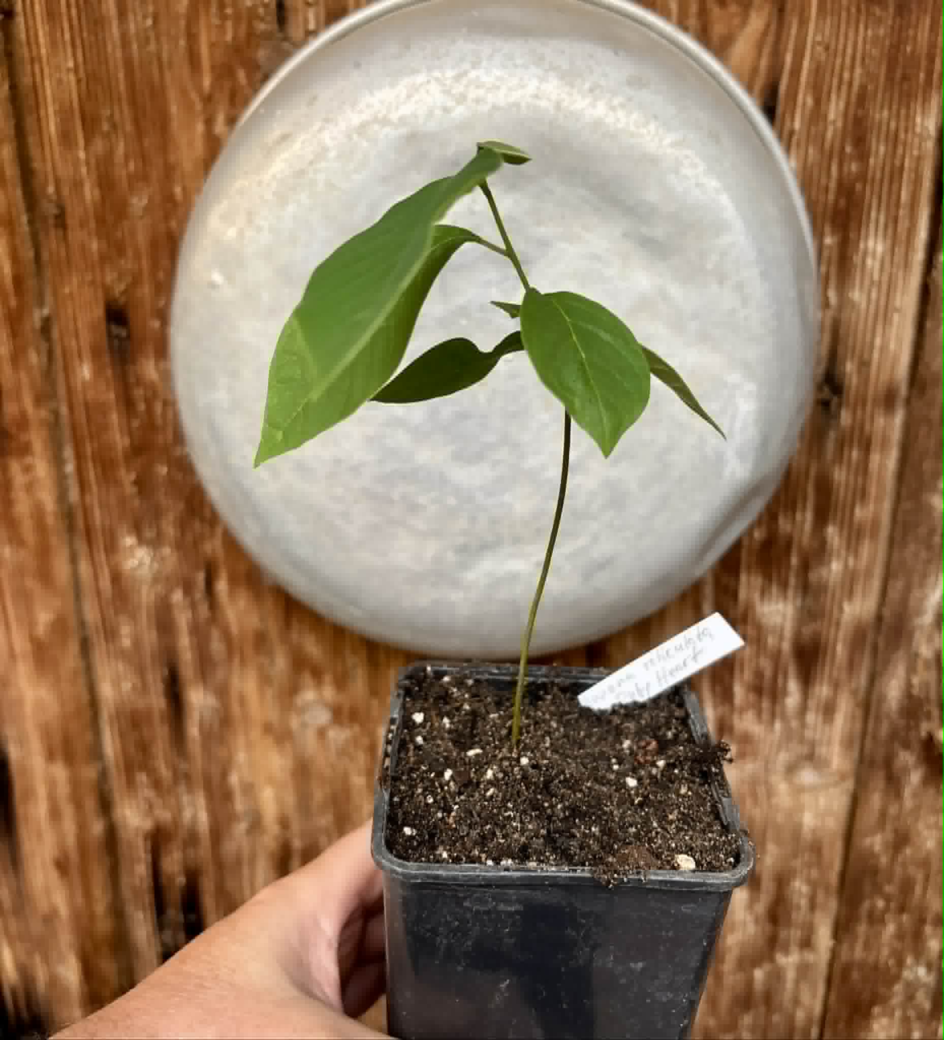 Annona reticulata var Ruby Heart- 1 potted seedling / 1 getopfter Sämling