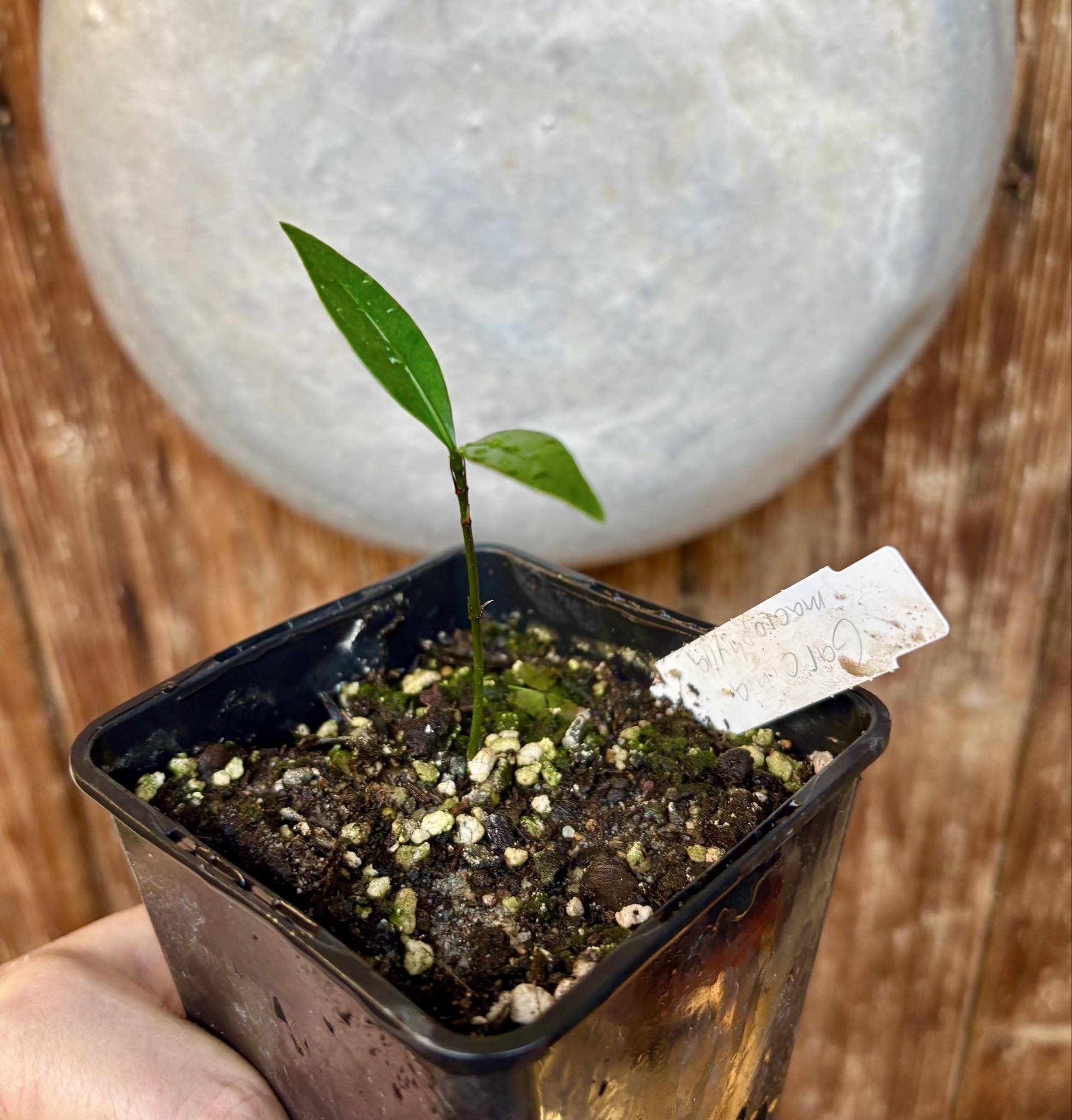 Garcinia macrophylla - 1 potted seedling / 1 getopfter Sämling