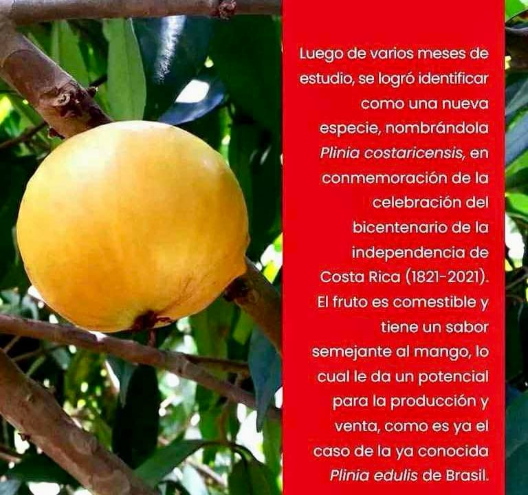 Plinia costaricensis - 1 germinated seed / 1 gekeimter Samen Plinia costaricensis - 1 germinated seed / 1 gekeimter Samen