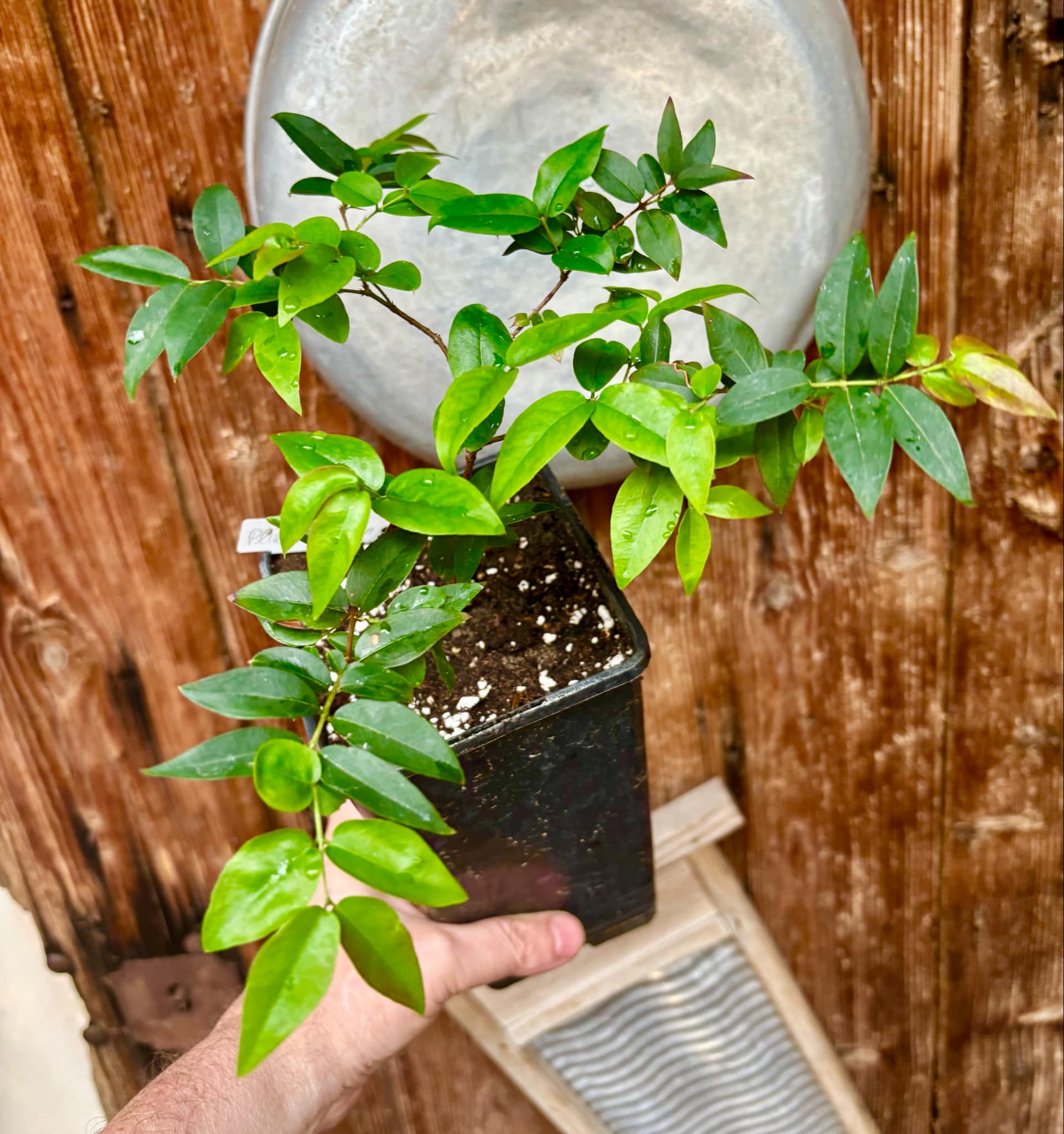  3 years old - Plinia sp Lujan - 1 potted plant / 1 getopfte Pflanze