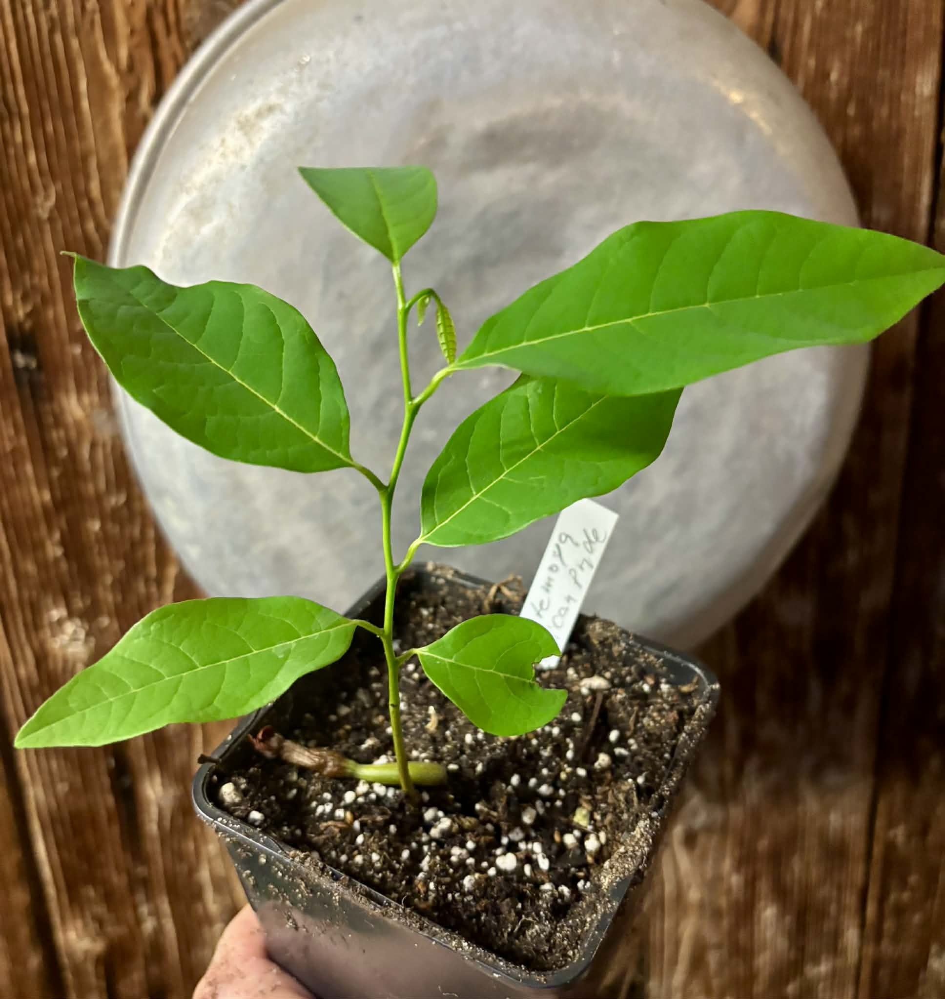 Atemoya African Pride - 1 potted seedling / 1 getopfter Sämling