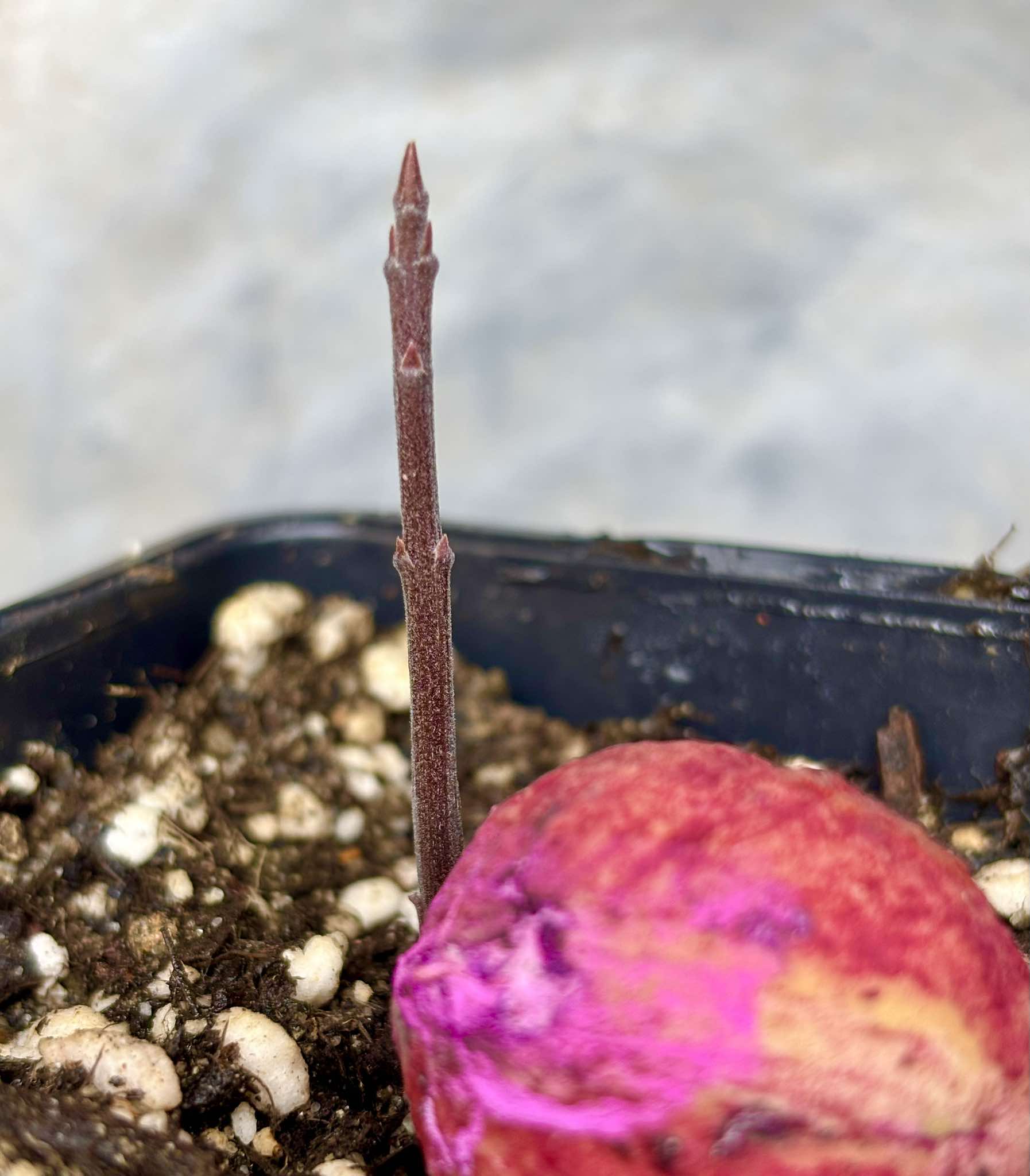Eugenia sp BIG Maca-  1 small potted seedling / 1 kleiner, getopfter Sämling