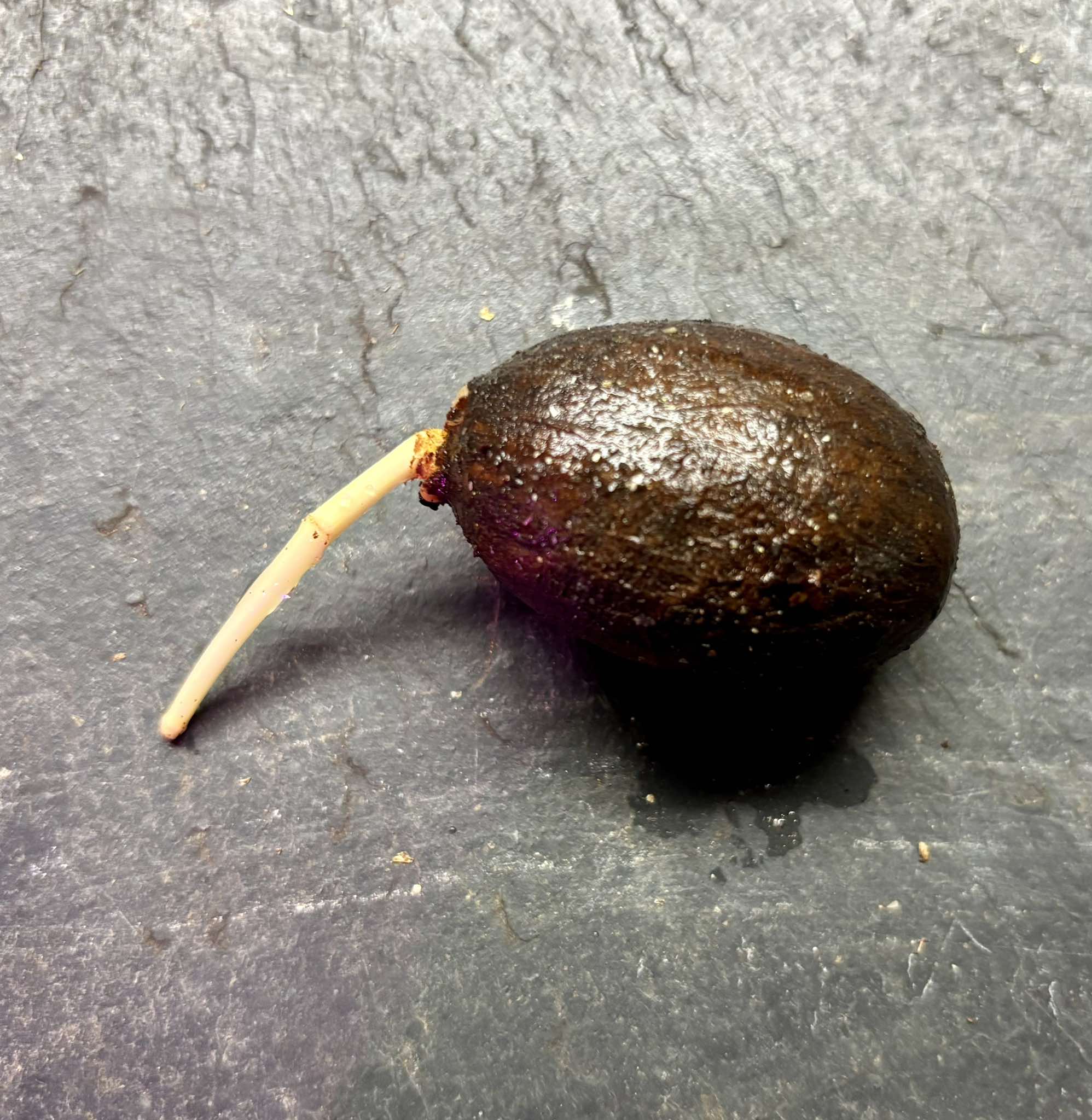 Platonia insignis - Bacuriacu -   1 germinated seed / 1 gekeimter Samen