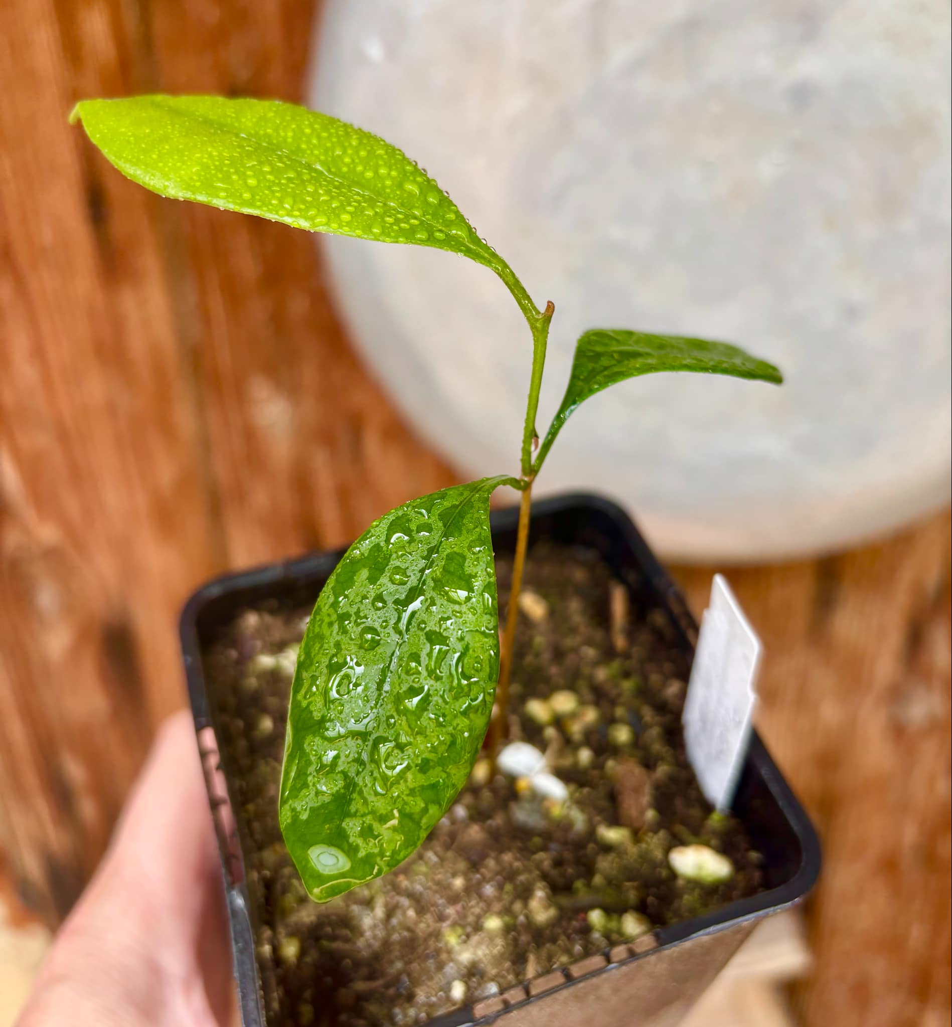 Pouteria cuspidata - 1 small potted seedling / 1 kleiner, getopfter Sämling Pouteria cuspidata - 1 small potted seedling / 1 kleiner, getopfter Sämling