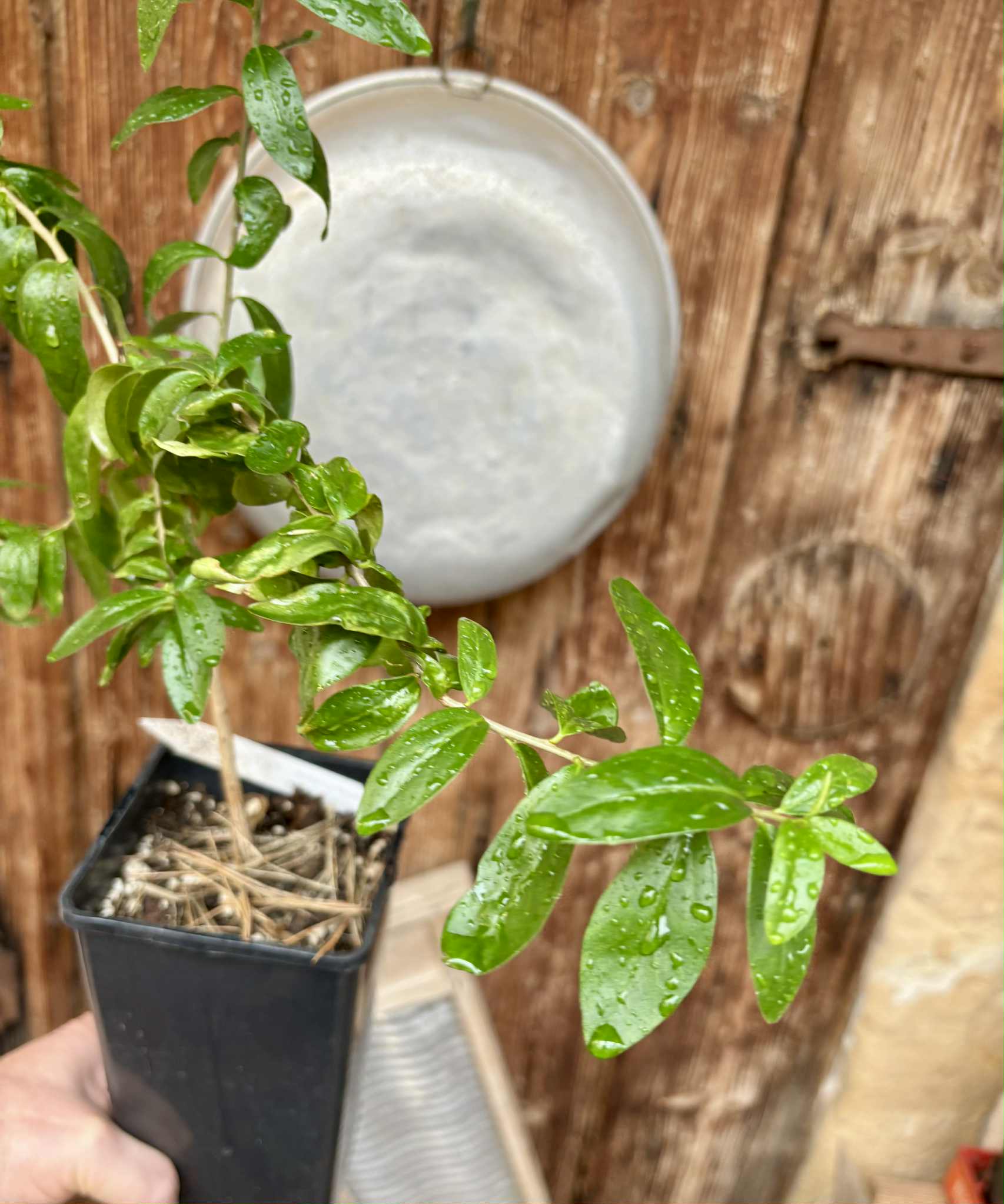 self fertile variety - Kei Apple (Dovyalis caffra) - 1 potted plant / 1 getopfte Pflanze