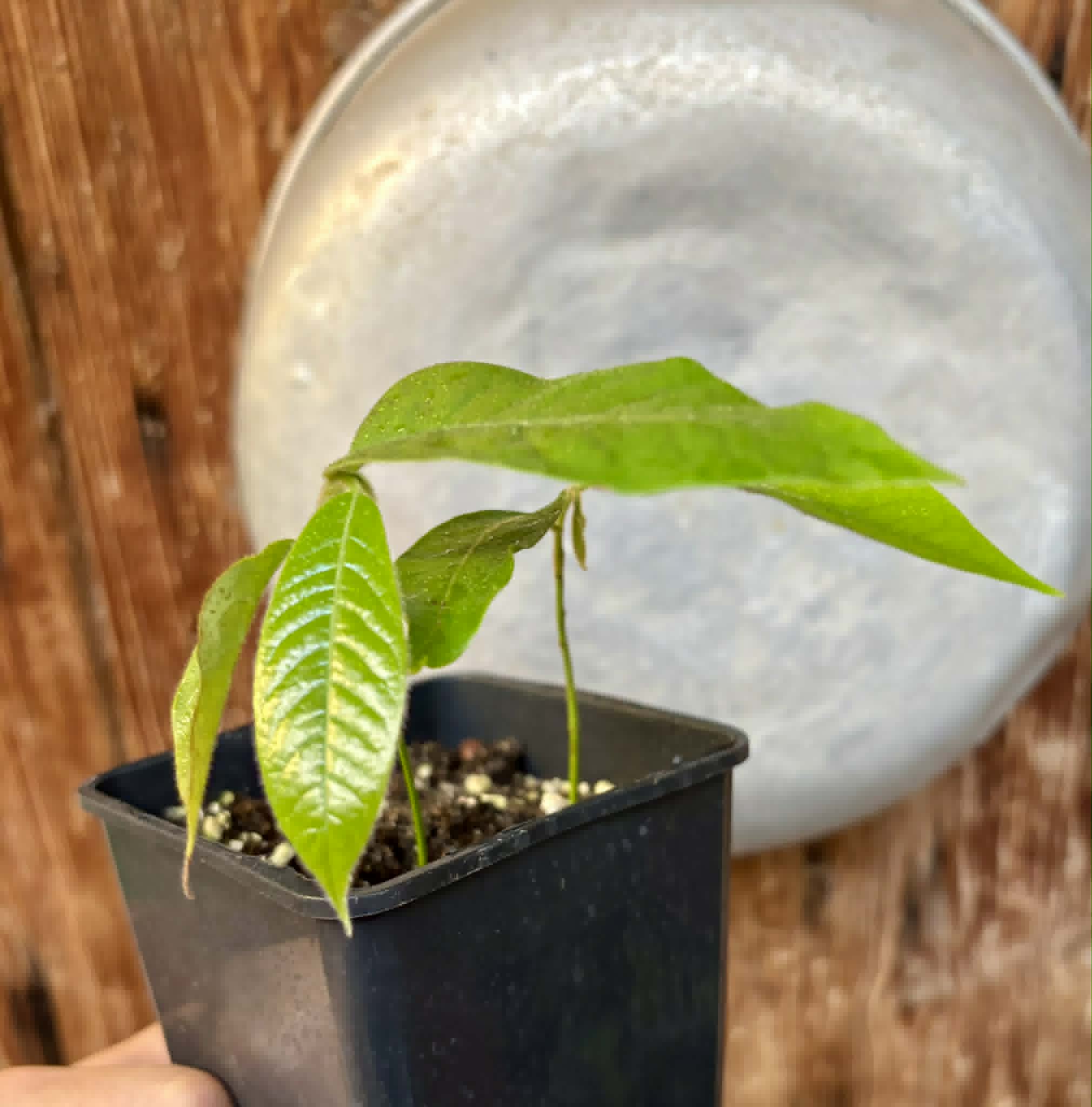 2 in 1 pot - Civet Banana (Uvaria grandiflora) -  2 seedlings in one pot / 2 Sämlinge in einem Topf