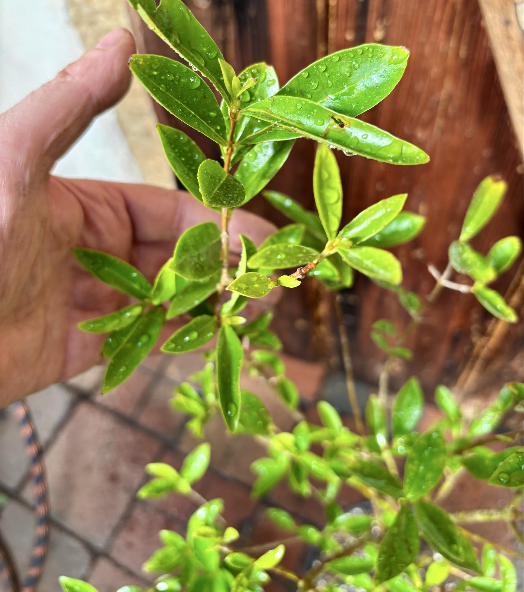 5 years old - Cherry of Rio Grande (Eugenia involucrata) - 1 potted plant / 1 getopfte Pflanze