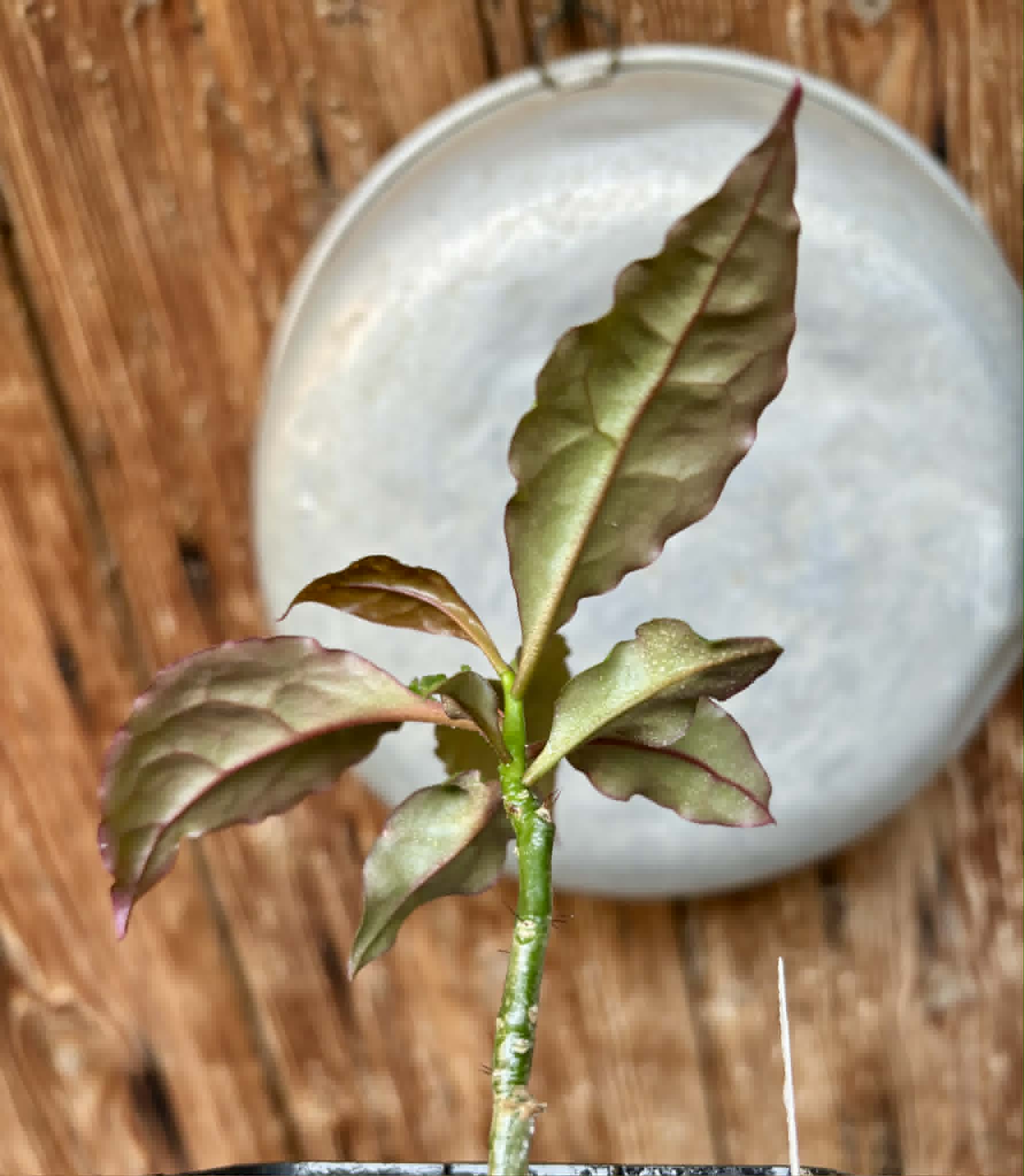 Barbados Gooseberry - Pereskia aculeata- 1 potted plant / 1 getopfte Pflanze
