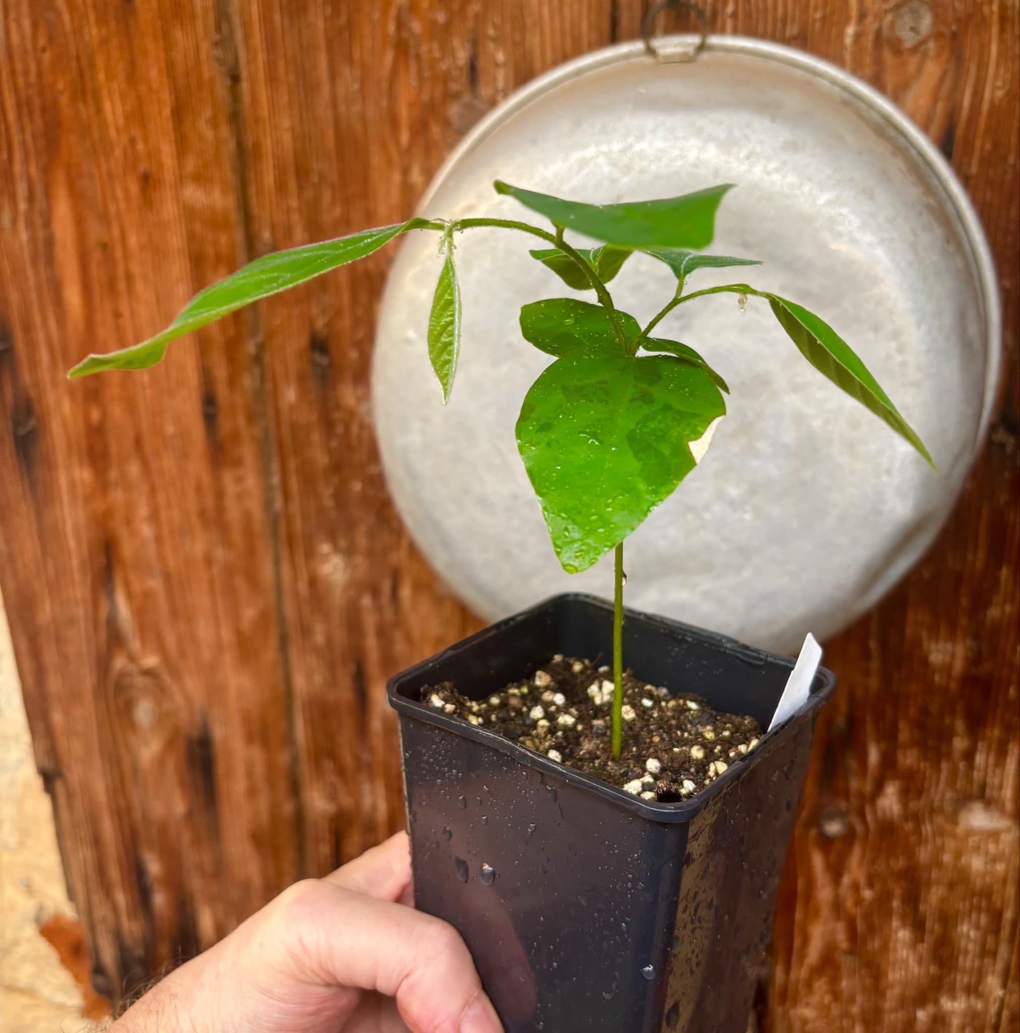 Annona sylvatica - 1 potted plant / 1 getopfte Pflanze