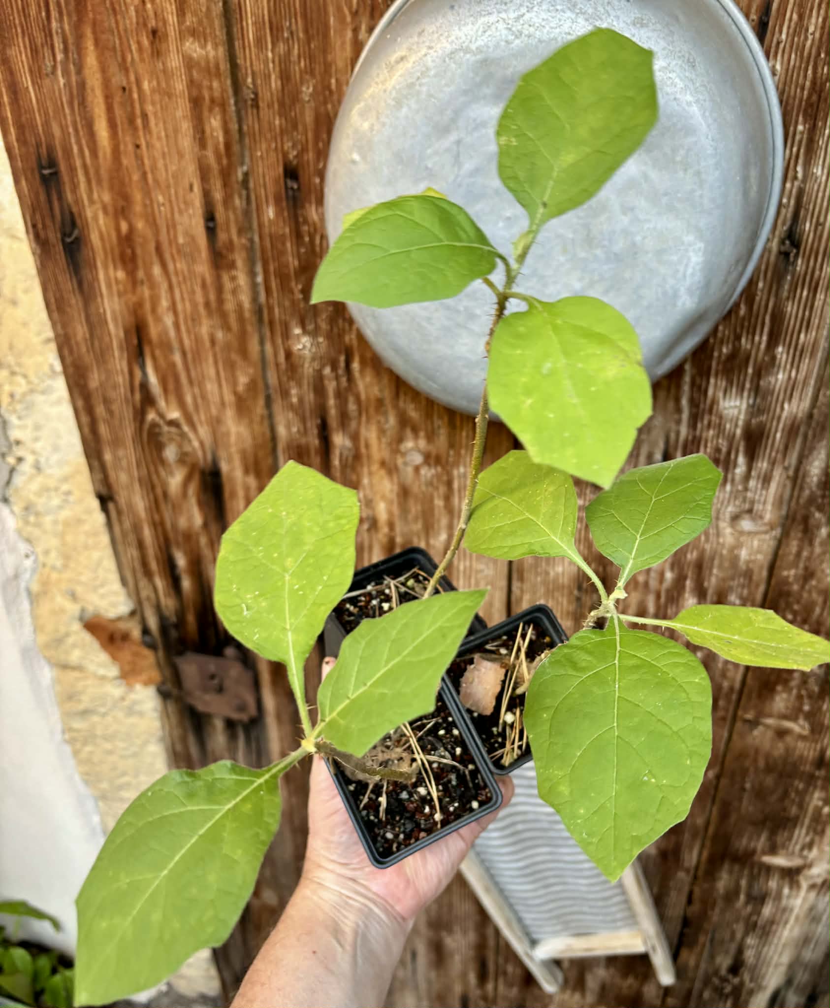 Juã-Açu - Solanum oocarpum  - 1 potted plant / 1 getopfte Pflanze 