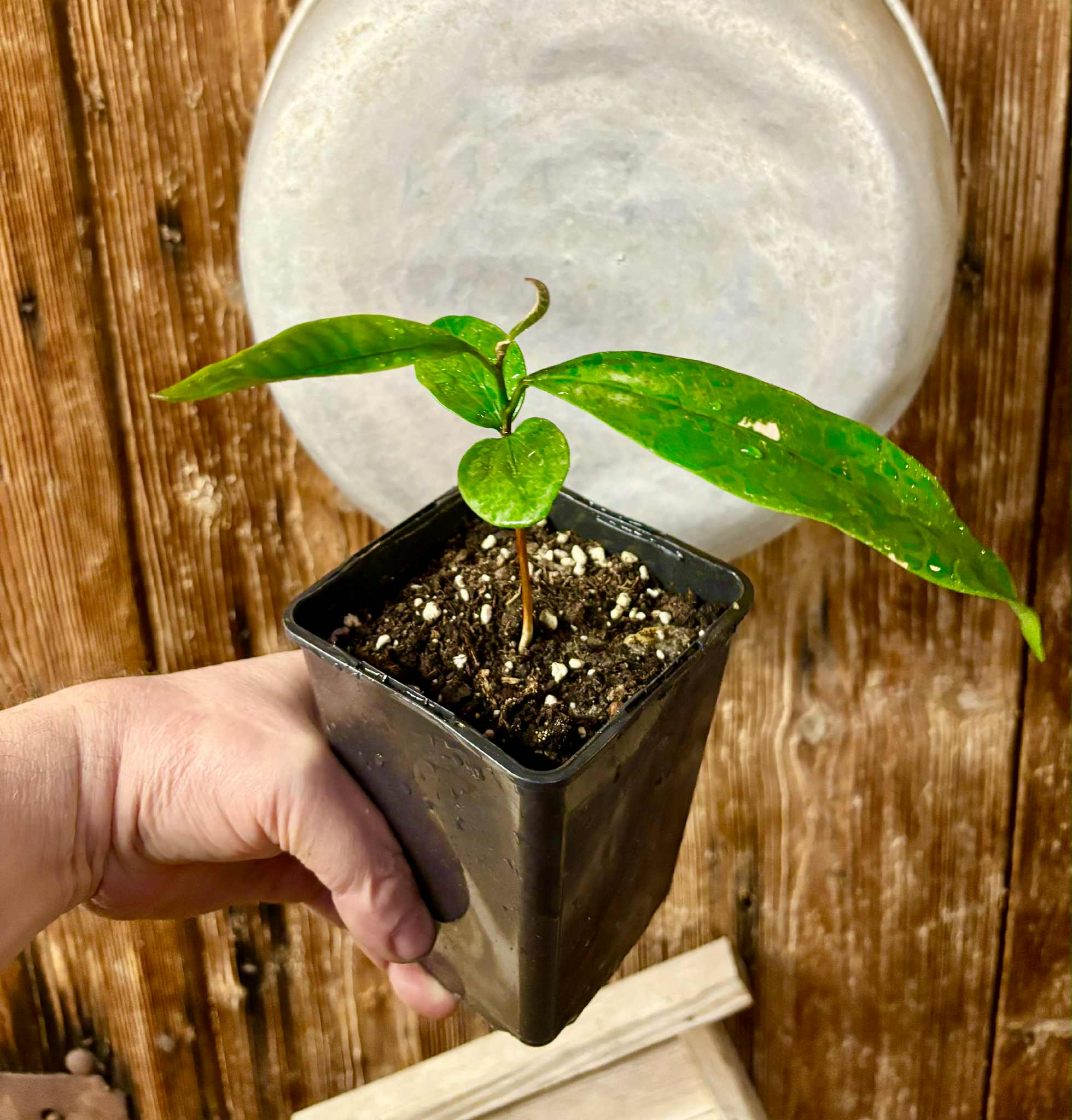 Aquai (Chrysophyllum gonocarpum)  -  1  potted seedling / 1 getopfter Sämling