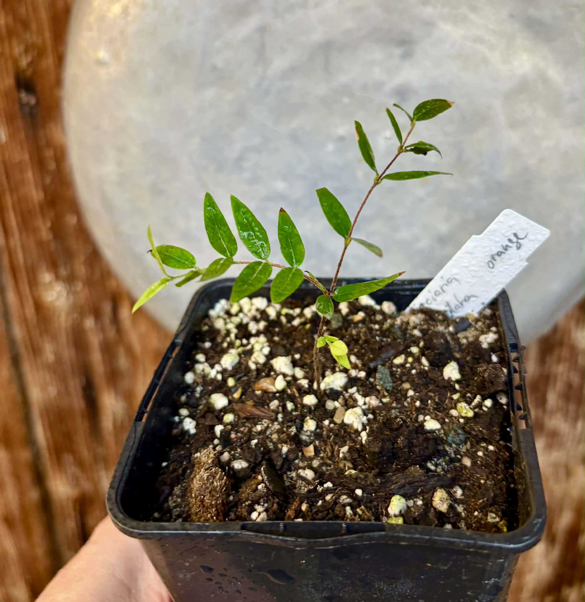 Myrciaria cuspidata ORANGE - 1 potted plant / 1 getopfte Pflanze