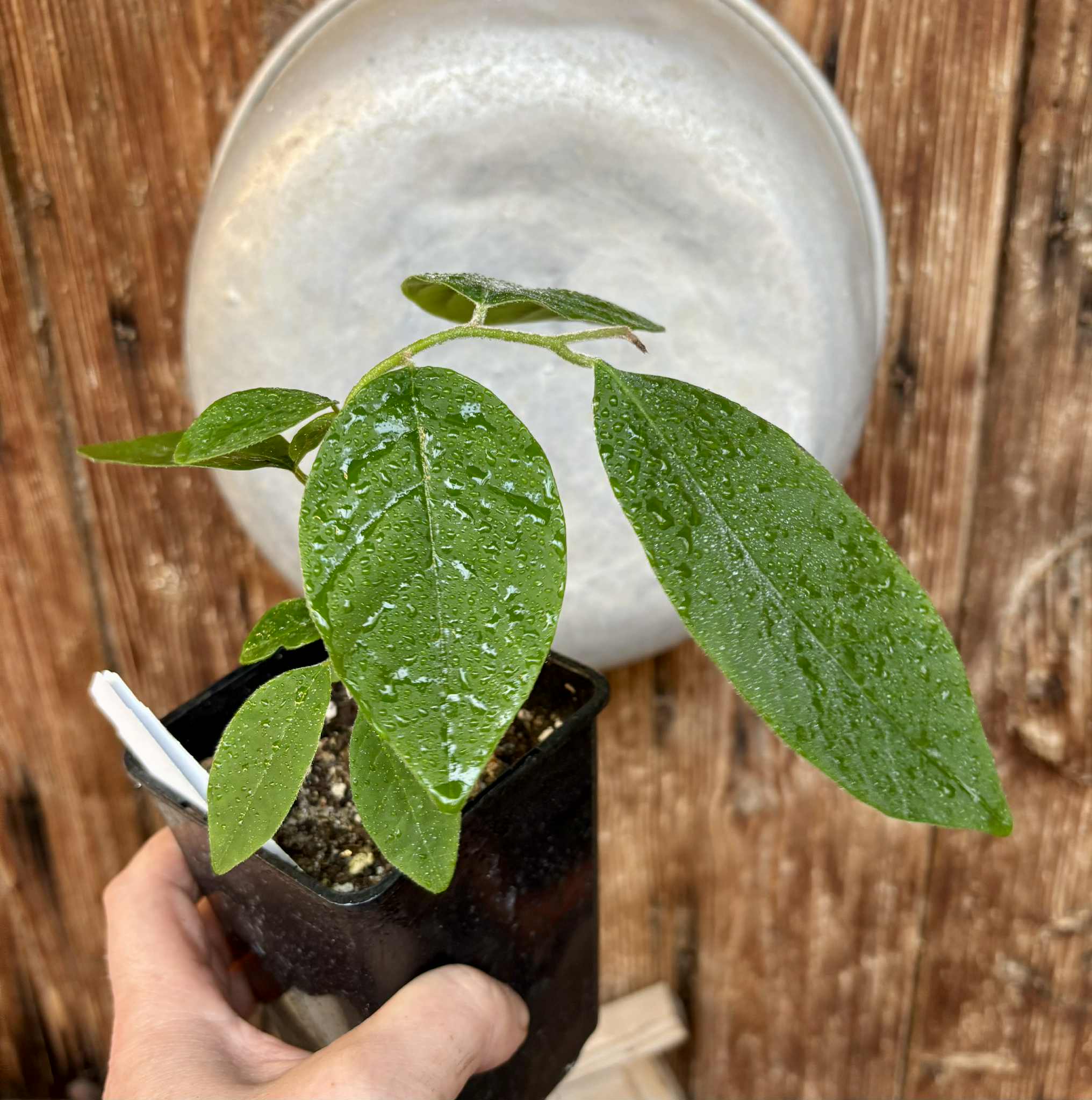 Annona sylvatica - 1 potted plant / 1 getopfte Pflanze