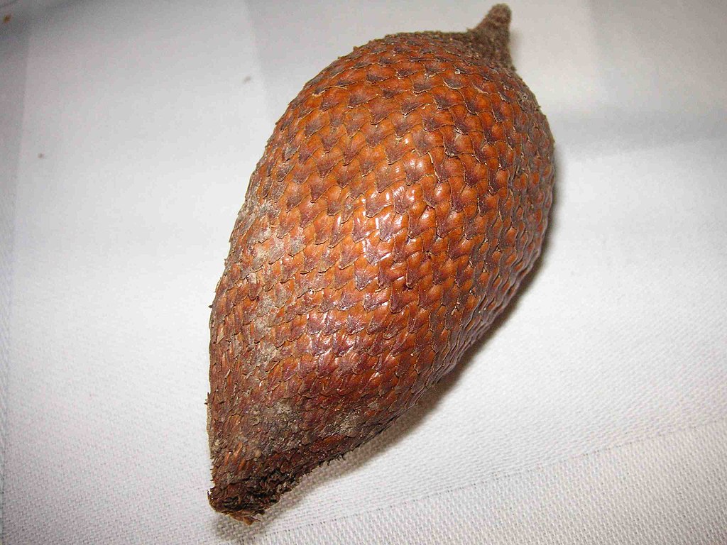 Salak (Salacca zalacca) -  1 potted seedling / 1 getopfter Sämling