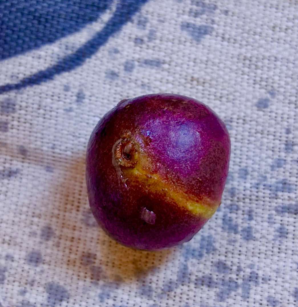Myrcia sp Jaboticaba Bahia -  1 fresh seed / 1 frischer Samen
