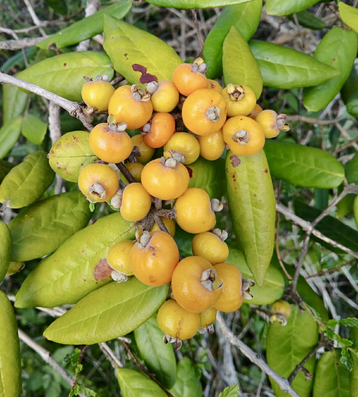 Pre Order - Eugenia sp Laranja Caetite -  1 fresh seed / 1 frischer Samen