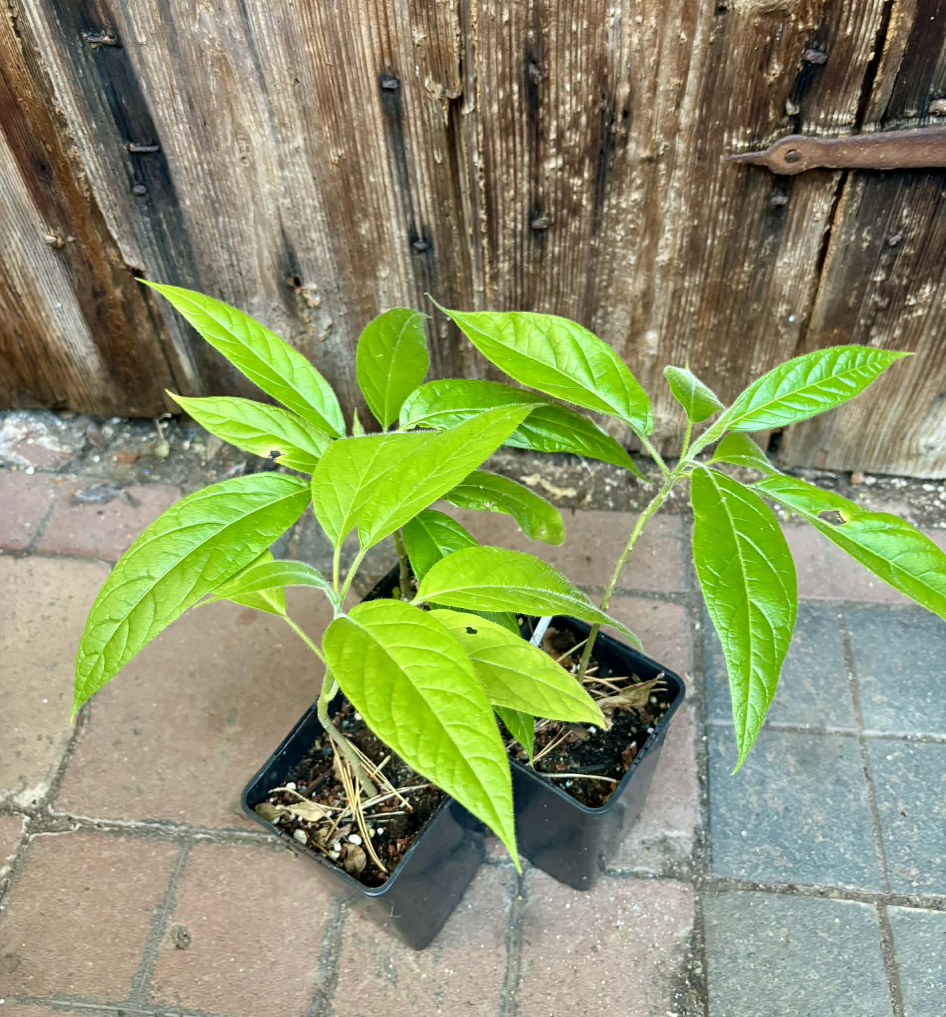 last 5 plants - Solanum luridifuscescens - Tomatao Verde Piloso - 1 potted plant / 1 getopfte Pflanze